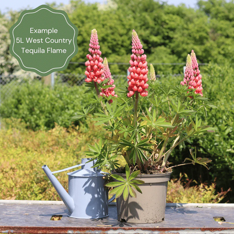 Lupin West Country 'Tequila Flame' - Image 5