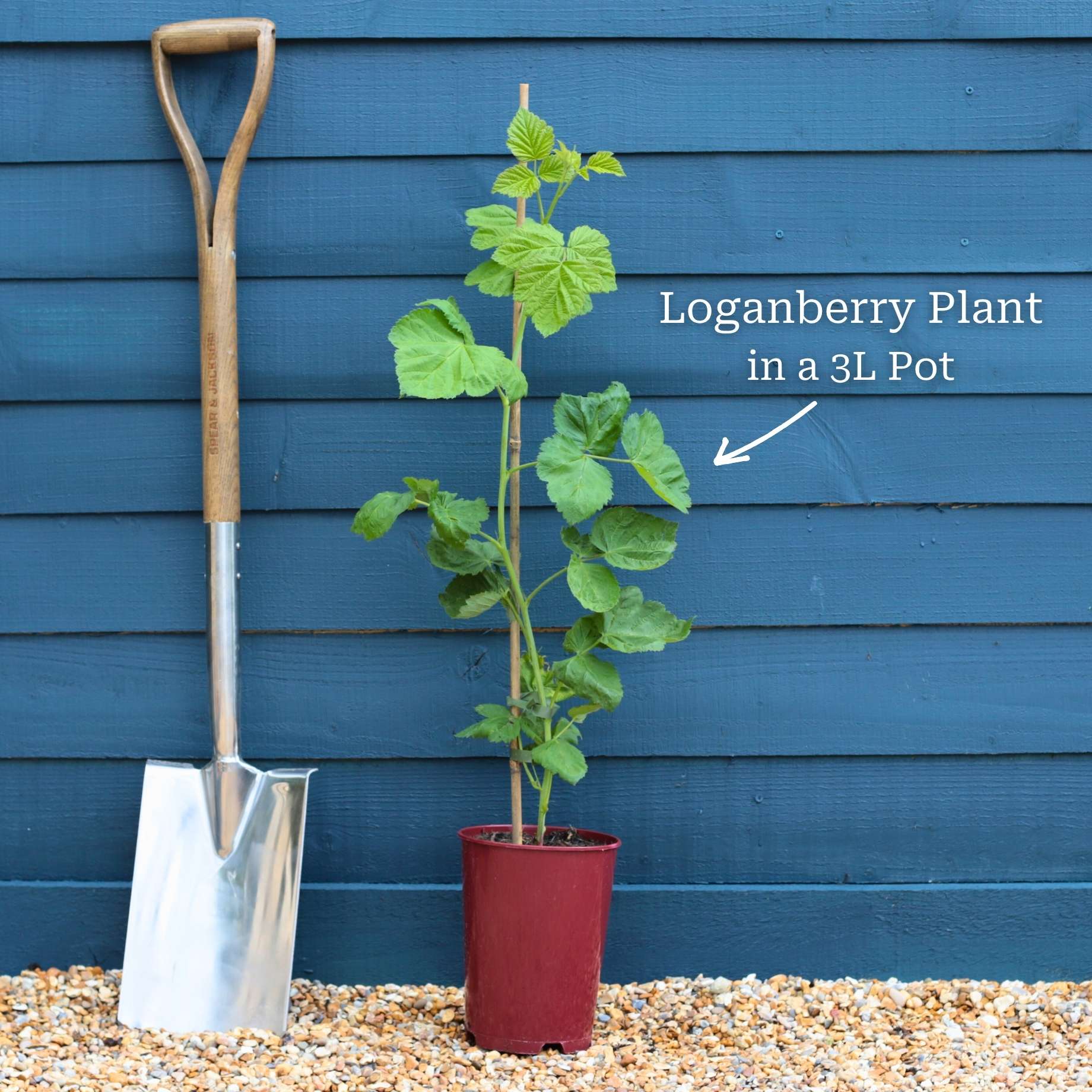 Thornless Loganberry Plant - Image 4
