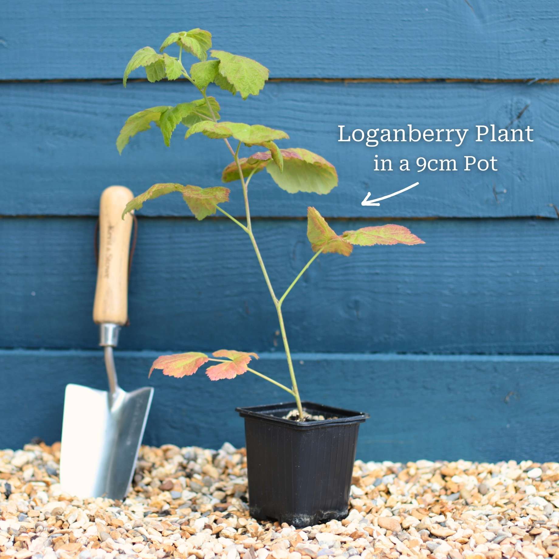 Thornless Loganberry Plant - Image 5