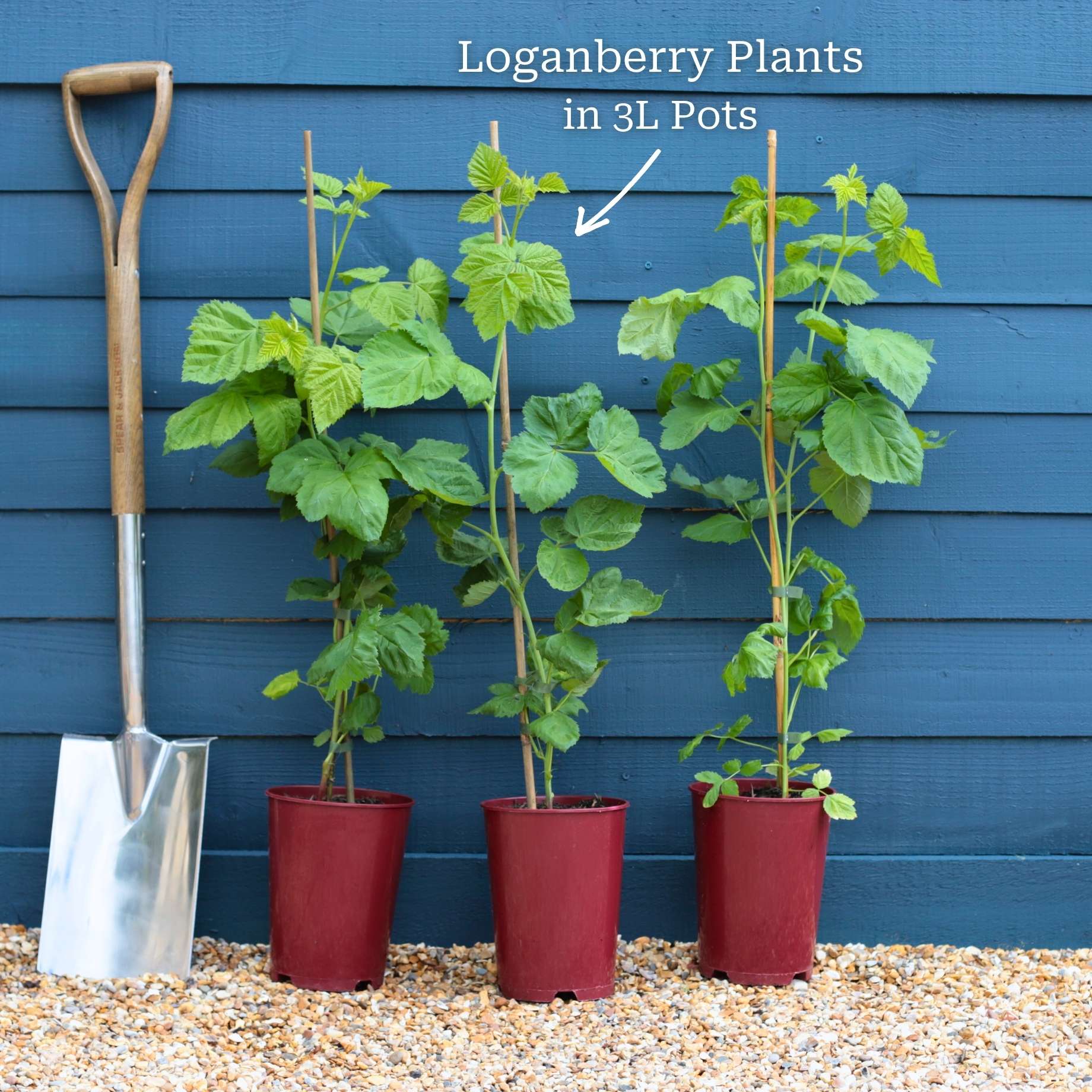 Thornless Loganberry Plant - Image 6