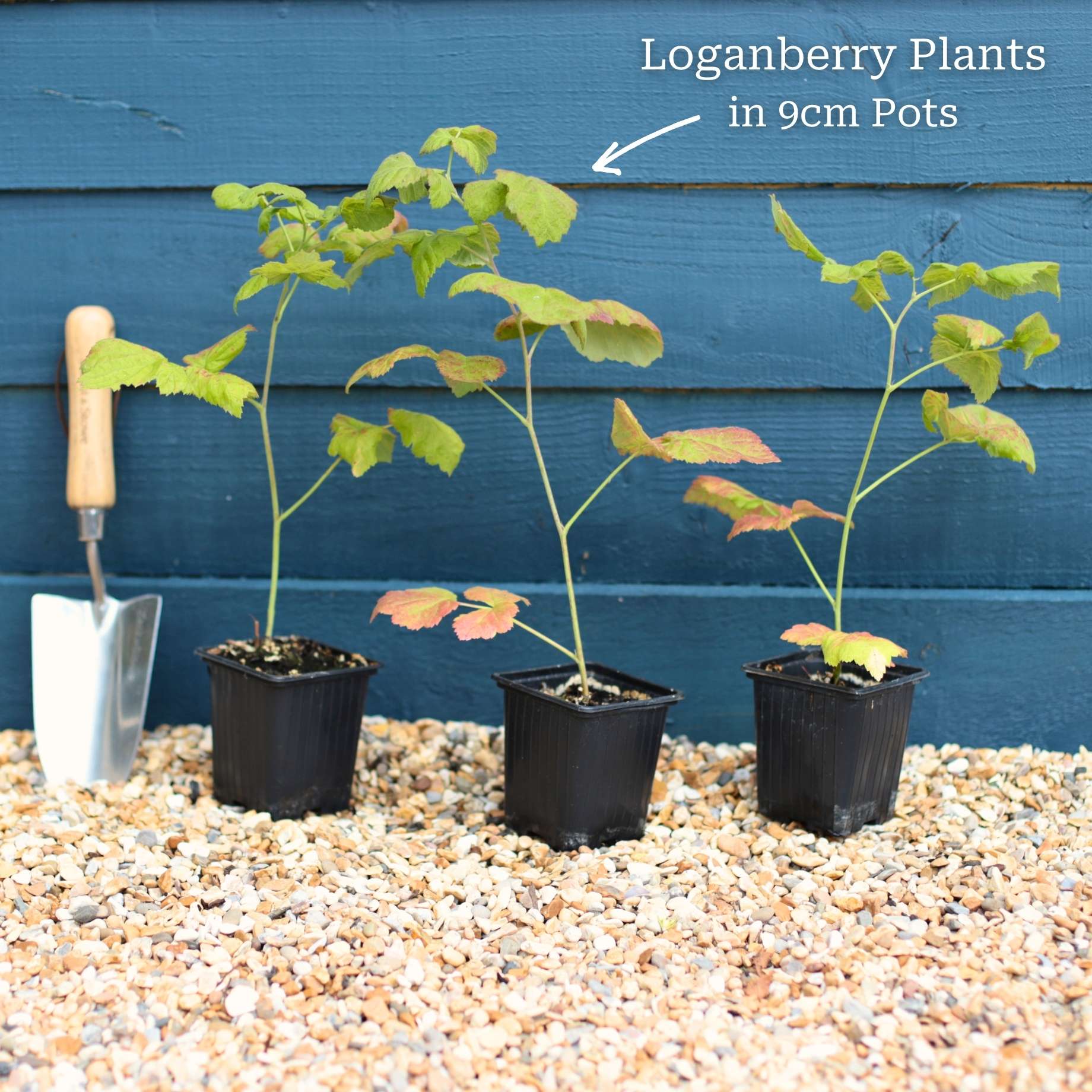 Thornless Loganberry Plant - Image 7