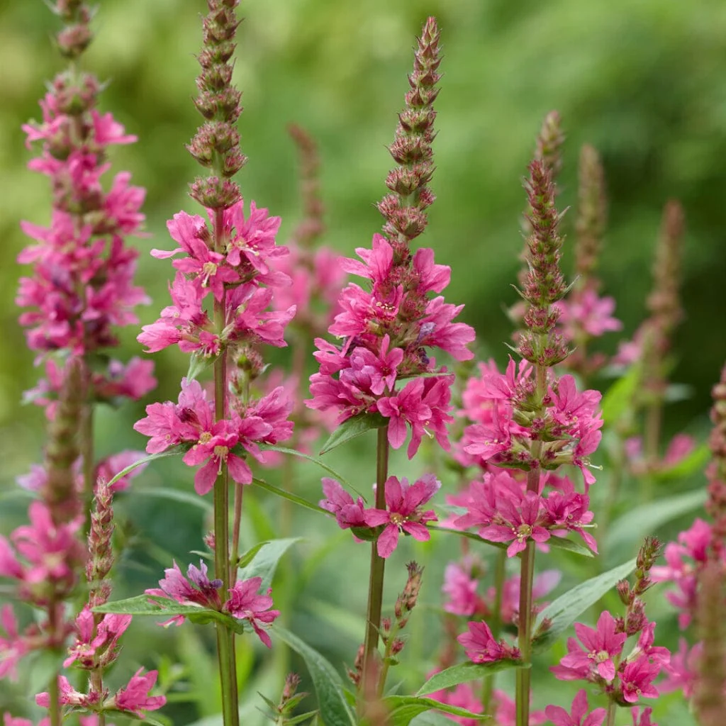 Lythrum salicaria 'Robin' - Image 2