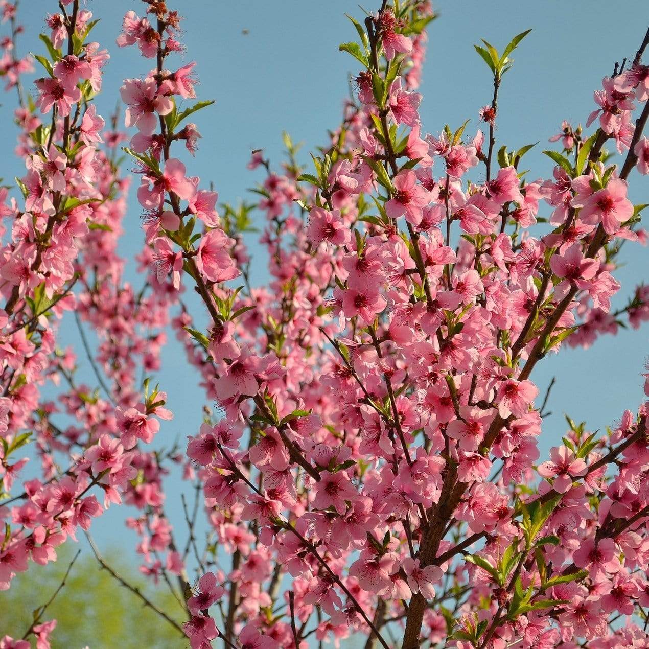 'Madame Blanchette' Nectarine Tree - Image 3