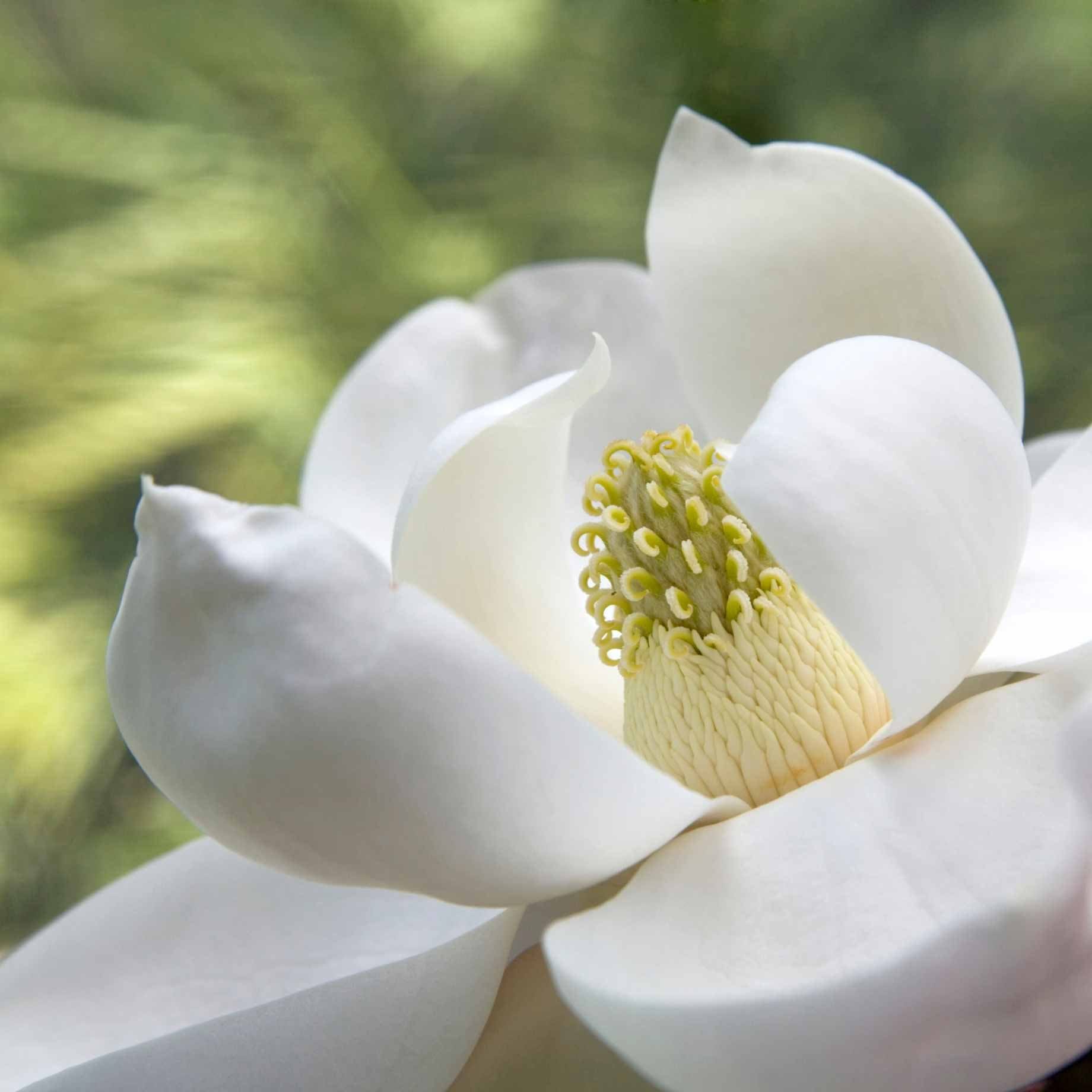 Evergreen Magnolia Tree | Magnolia grandiflora 'François Treyve' - Image 3