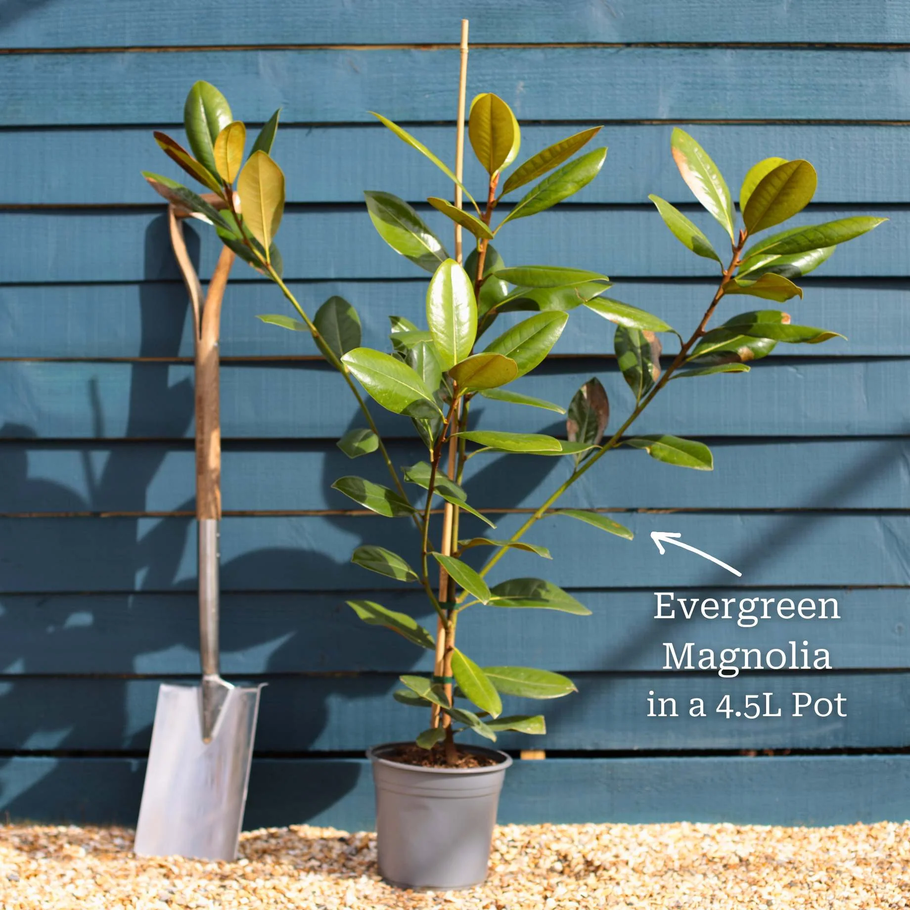 Evergreen Magnolia Tree | Magnolia grandiflora 'François Treyve' - Image 4