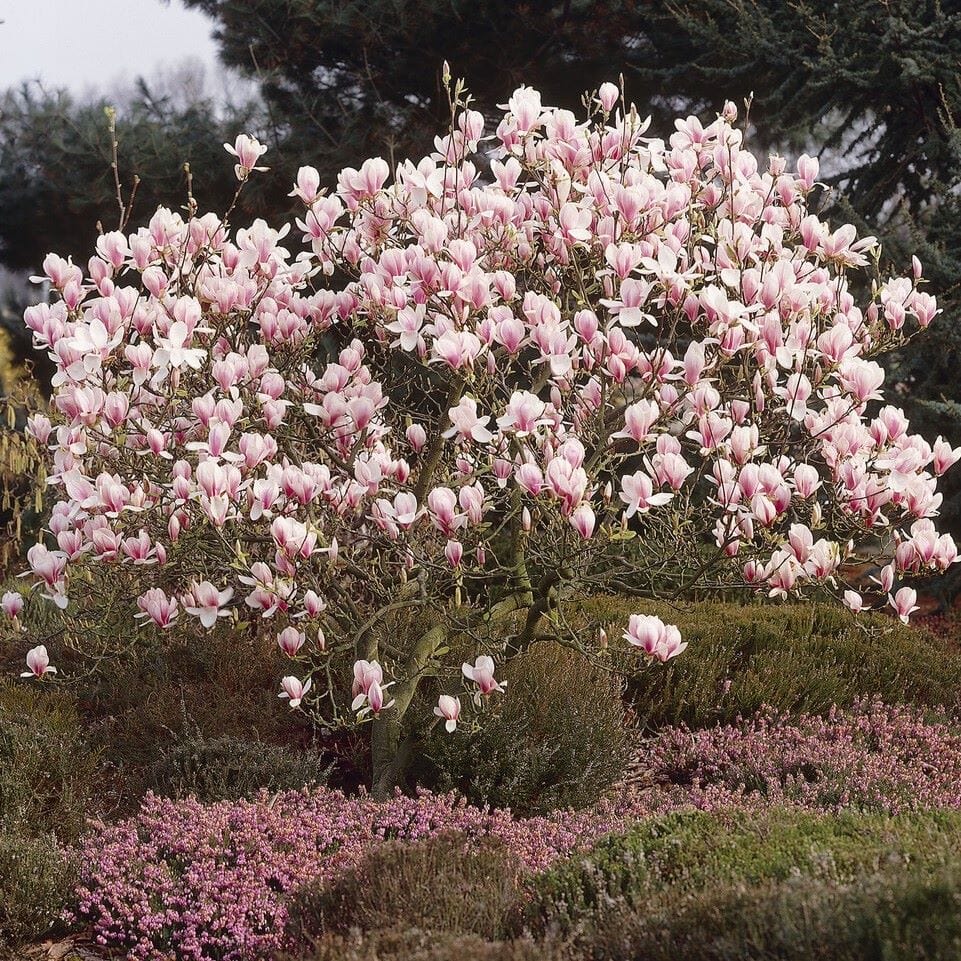 Saucer Magnolia Tree | Magnolia × soulangeana 'Rustic Red'