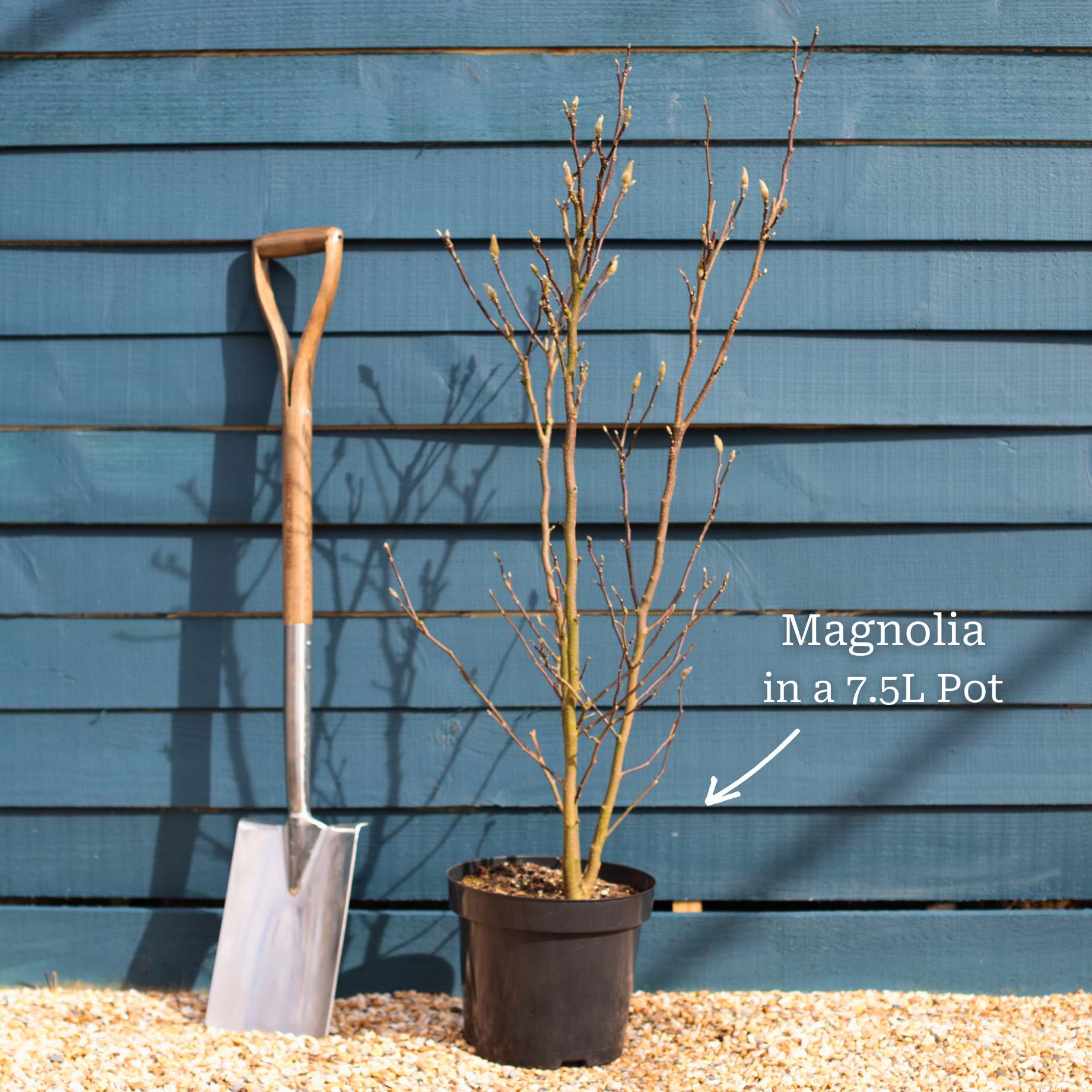 Dwarf Purple Magnolia Tree | Magnolia 'Susan' - Image 9