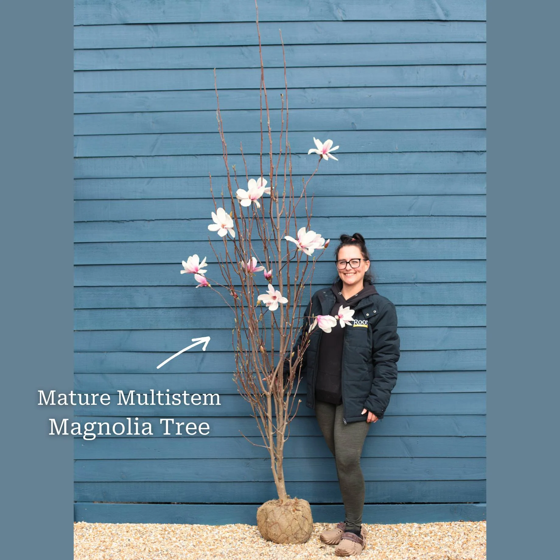 Dwarf Purple Magnolia Tree | Magnolia 'Susan' - Image 10