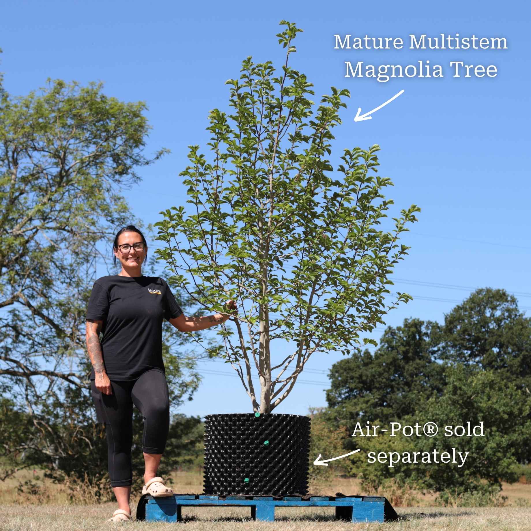 Dwarf Purple Magnolia Tree | Magnolia 'Susan' - Image 8