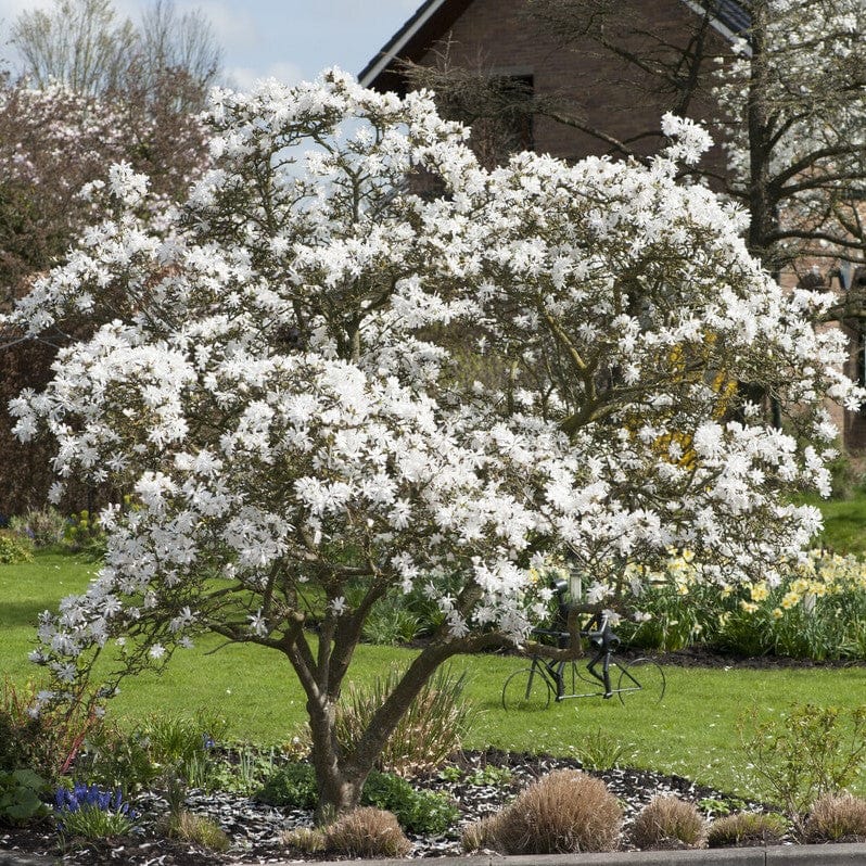 Star Magnolia Tree | Magnolia stellata 'Water Lily'