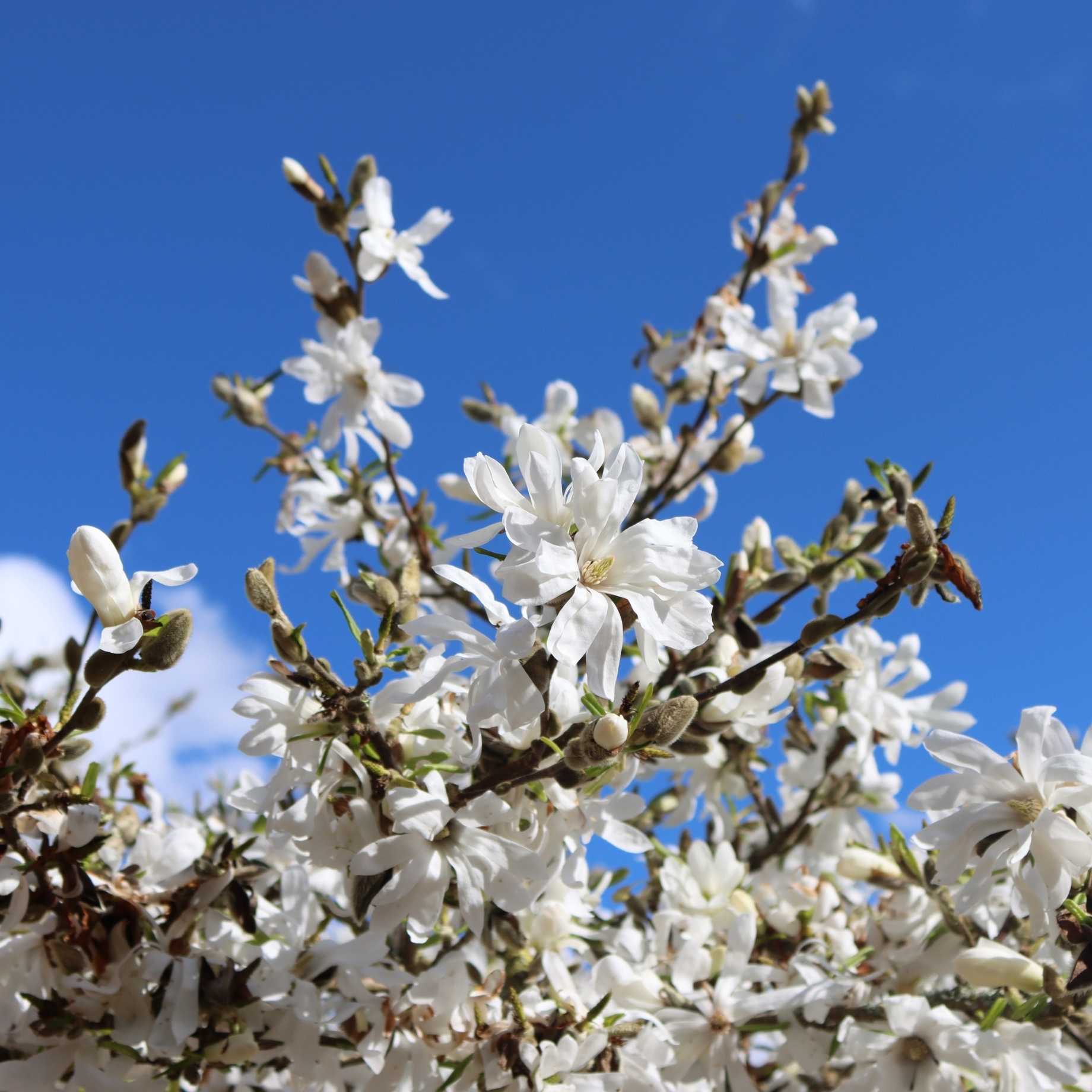 Star Magnolia Tree | Magnolia stellata 'Water Lily' - Image 2