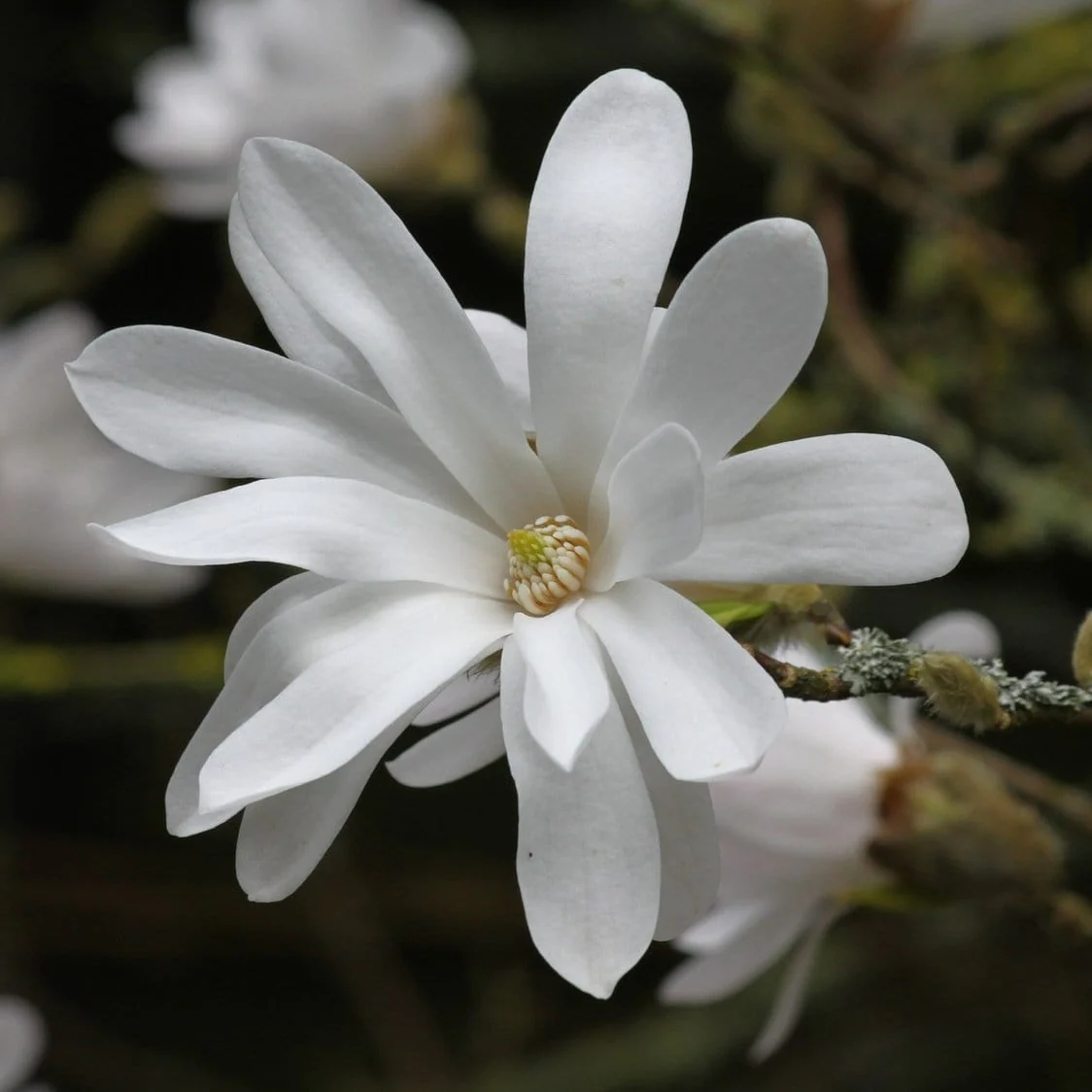 Star Magnolia Tree | Magnolia stellata 'Water Lily' - Image 3
