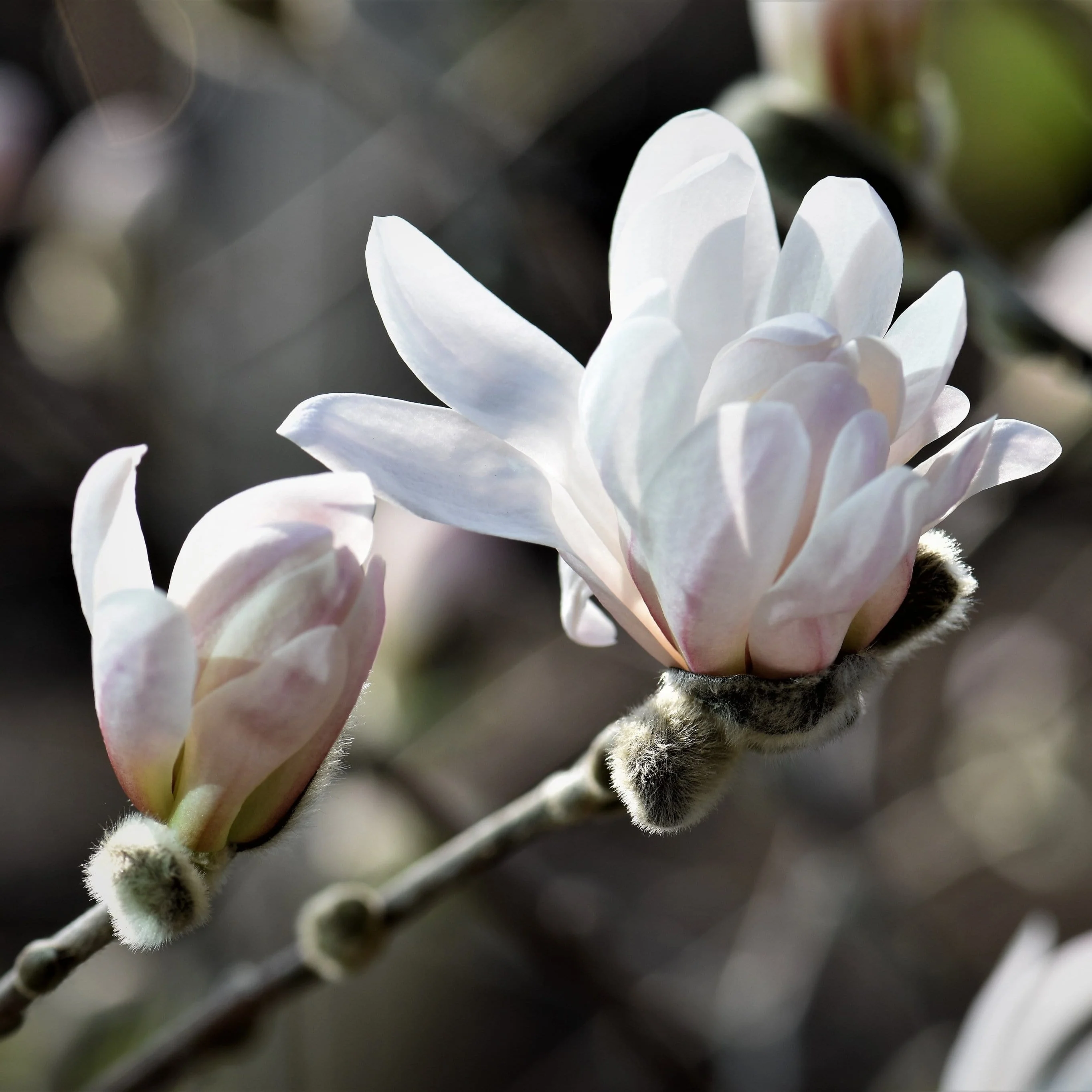 Star Magnolia Tree | Magnolia stellata 'Water Lily' - Image 4