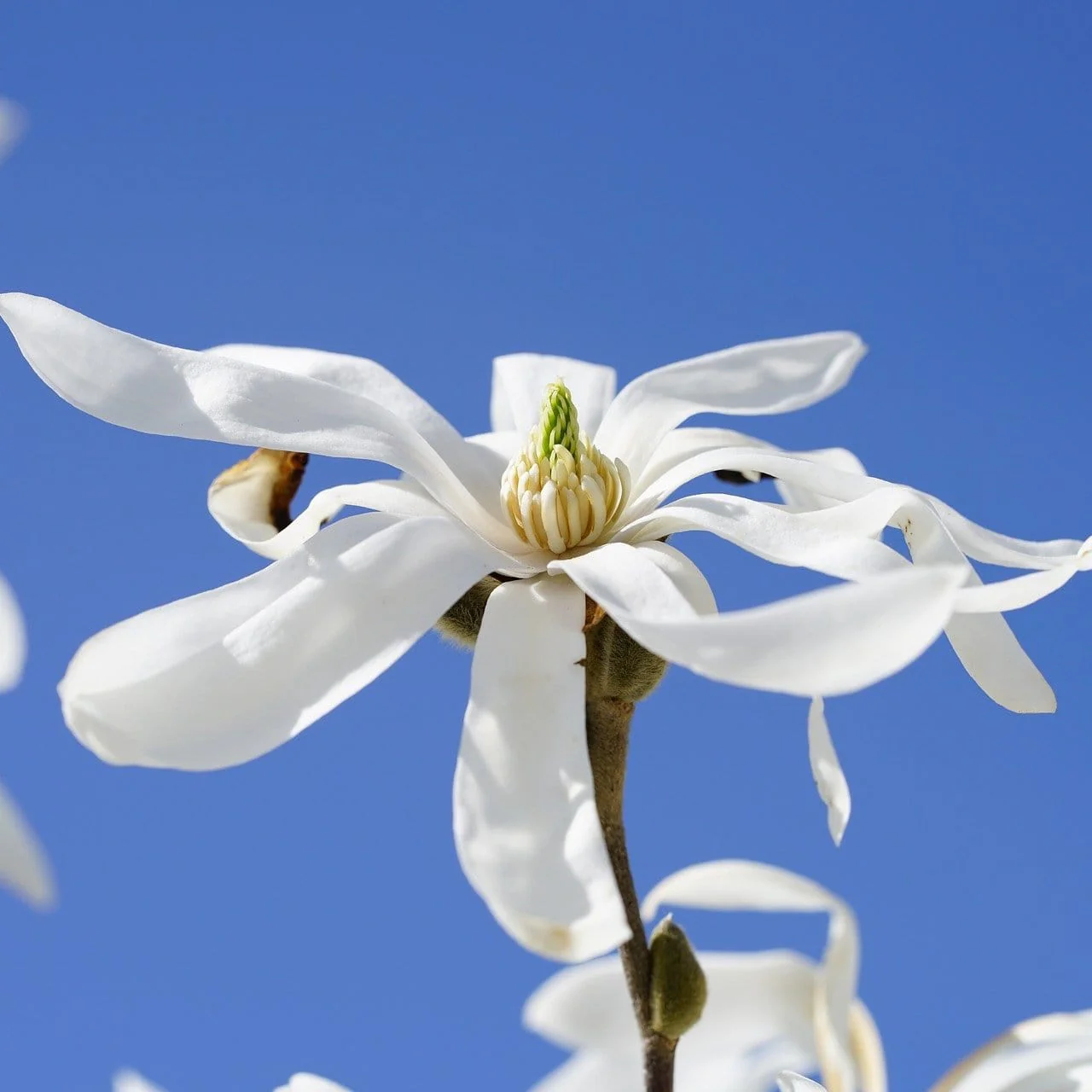 Star Magnolia Tree | Magnolia stellata 'Water Lily' - Image 5