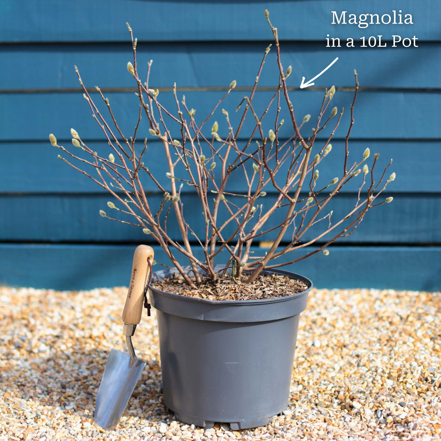 Star Magnolia Tree | Magnolia stellata 'Water Lily' - Image 6