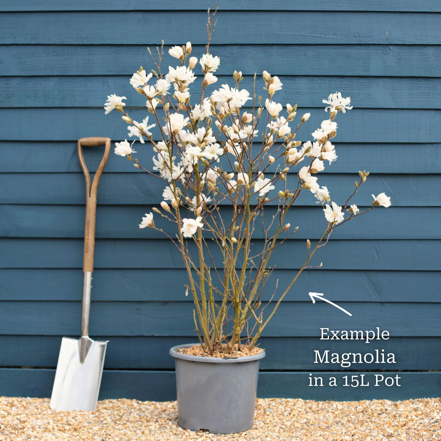 Star Magnolia Tree | Magnolia stellata 'Water Lily' - Image 9