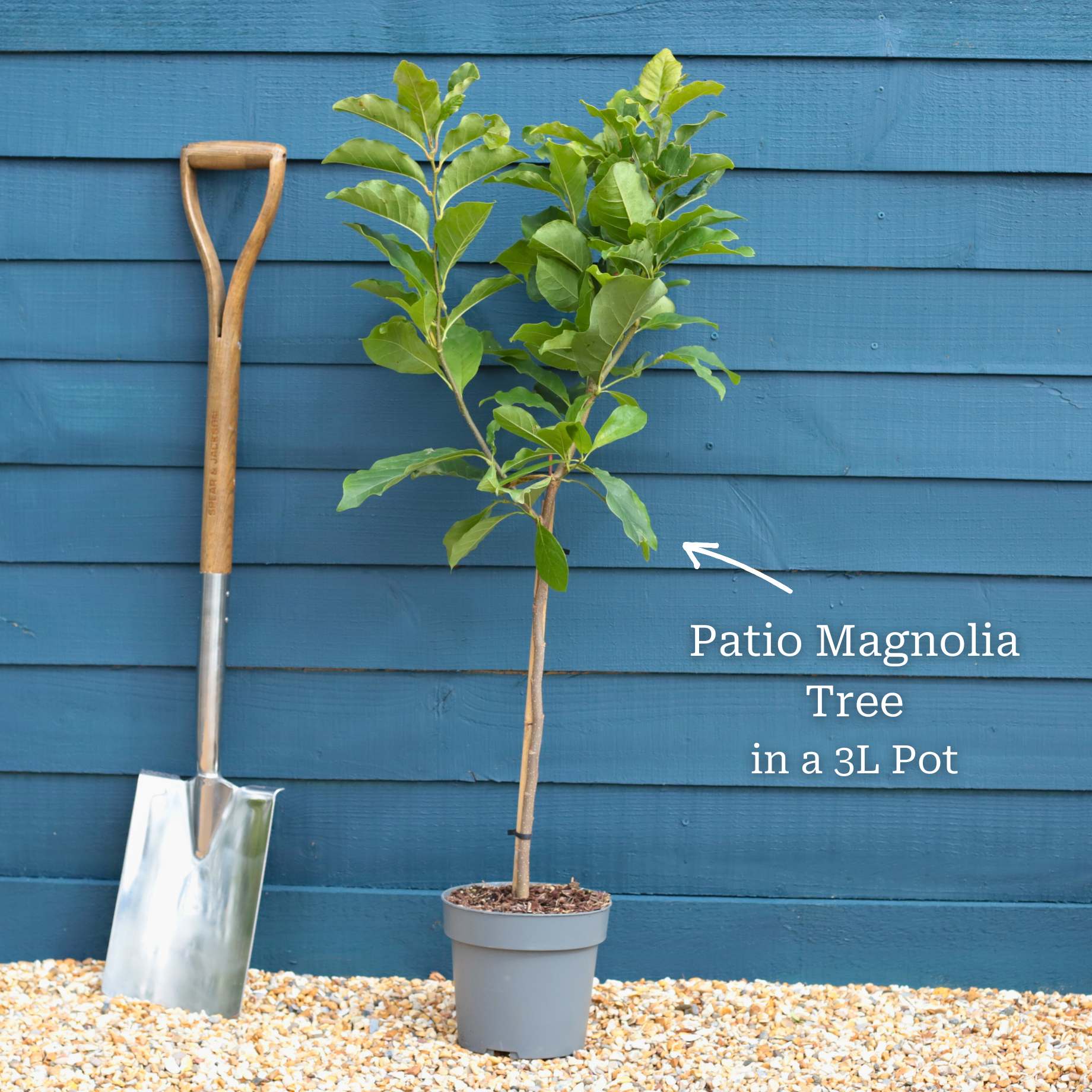 Dwarf Purple Magnolia Tree | Magnolia 'Susan' - Image 7