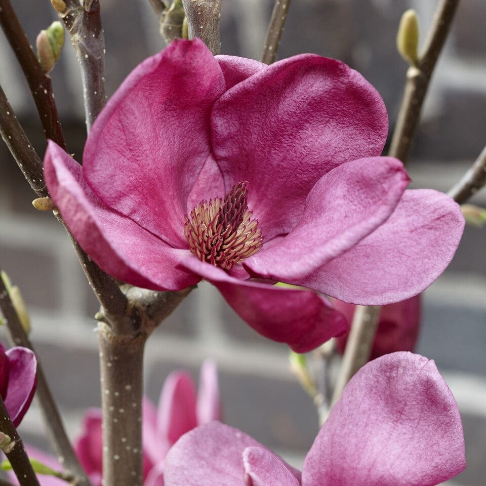 Magnolia 'Genie' Gift - Image 5