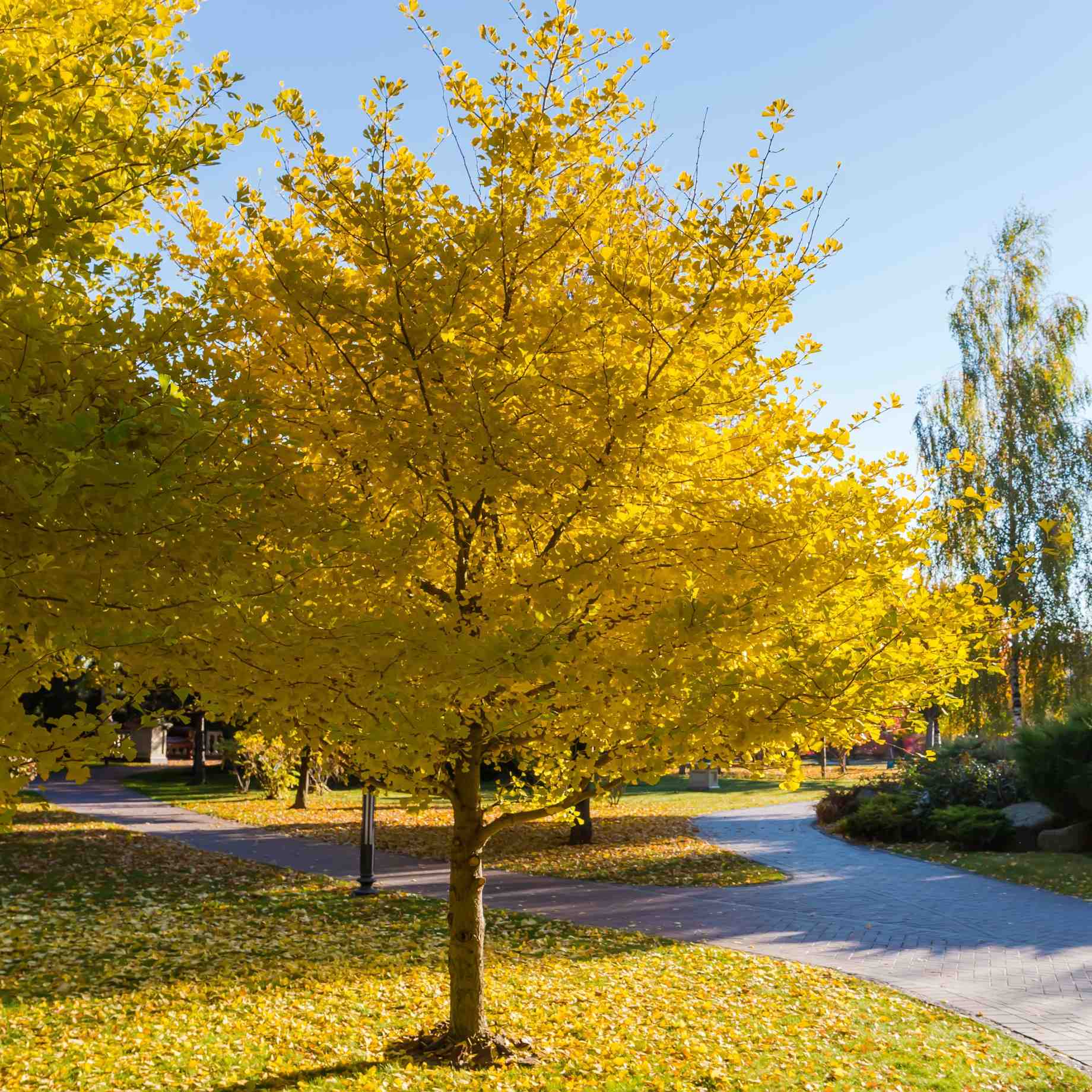 Ginkgo Biloba | Maidenhair Tree