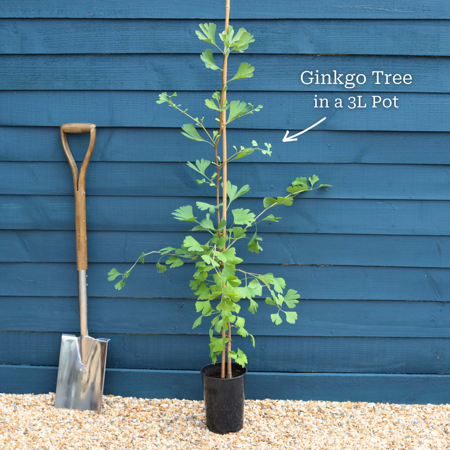 Ginkgo Biloba | Maidenhair Tree - Image 10
