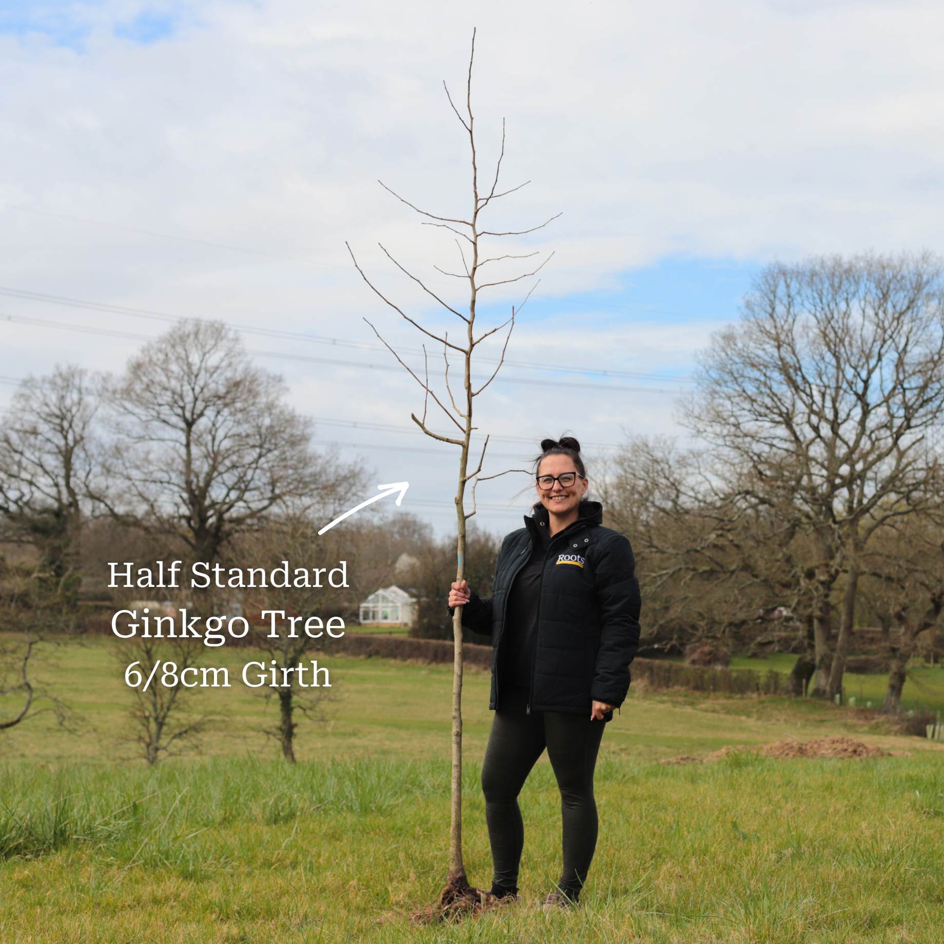 Ginkgo Biloba | Maidenhair Tree - Image 11