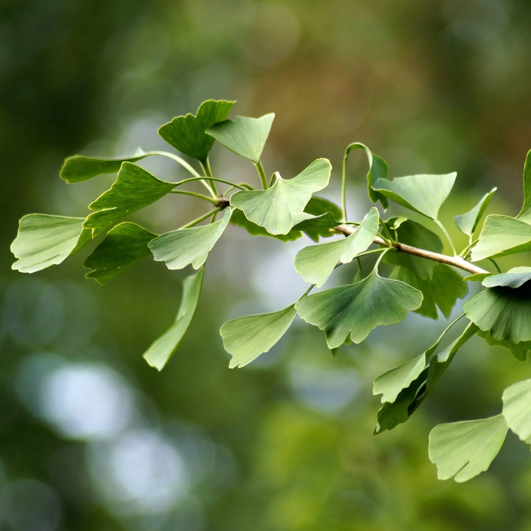 Ginkgo Biloba | Maidenhair Tree - Image 2