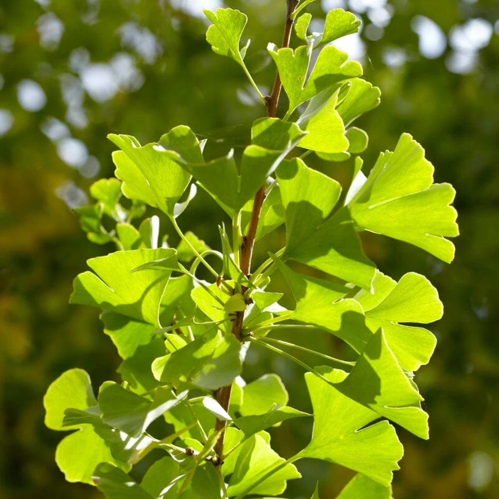 Ginkgo Biloba | Maidenhair Tree - Image 6