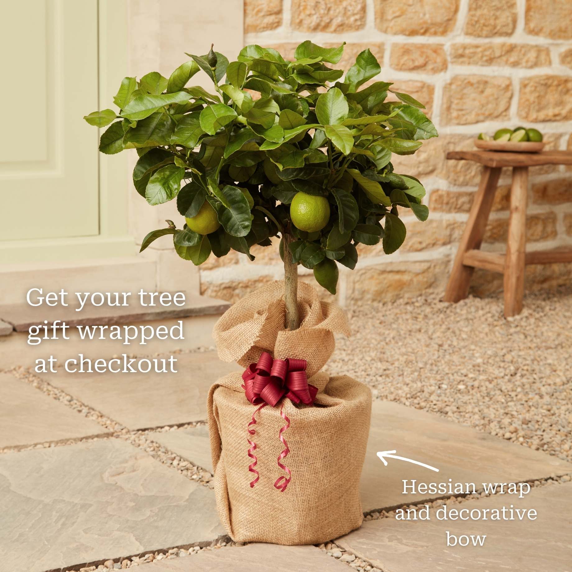 Tahiti Patio Lime Tree - Image 5