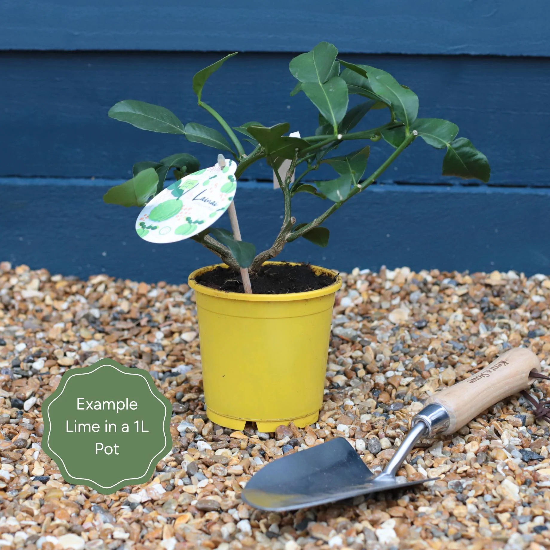 Kaffir Lime Tree | Citrus hystrix - Image 4