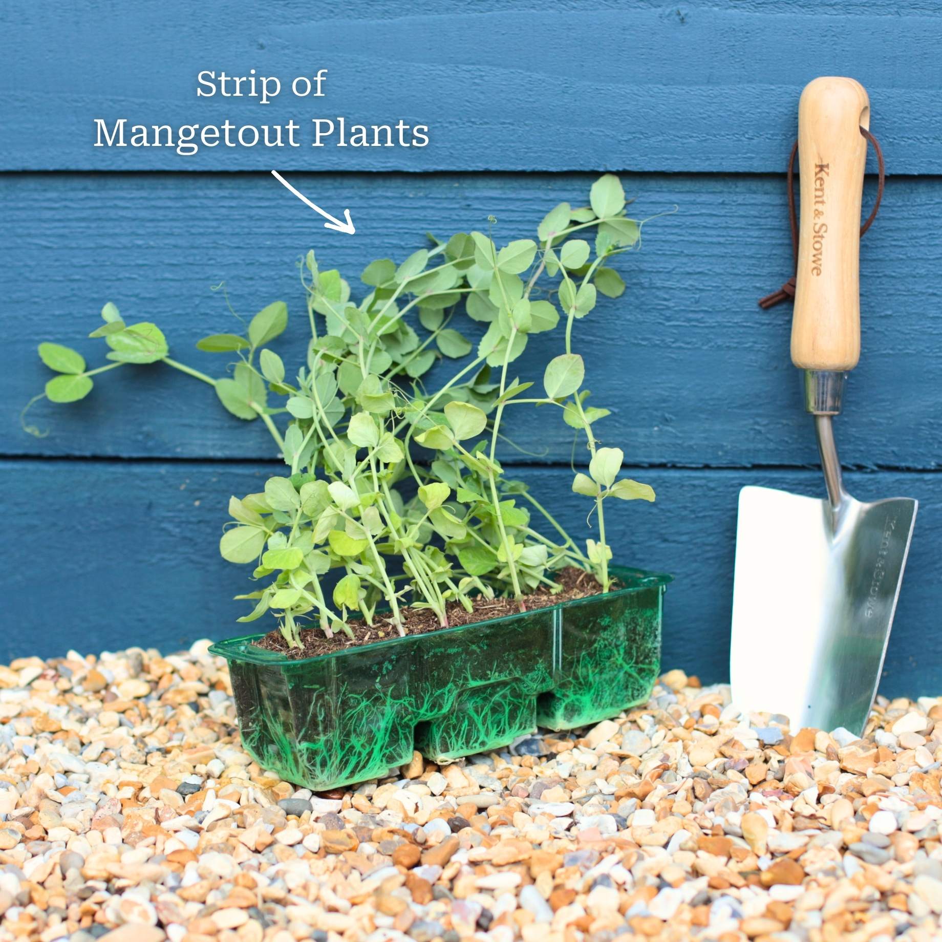 'Carouby de Mausanne' Mangetout Plants - Image 5