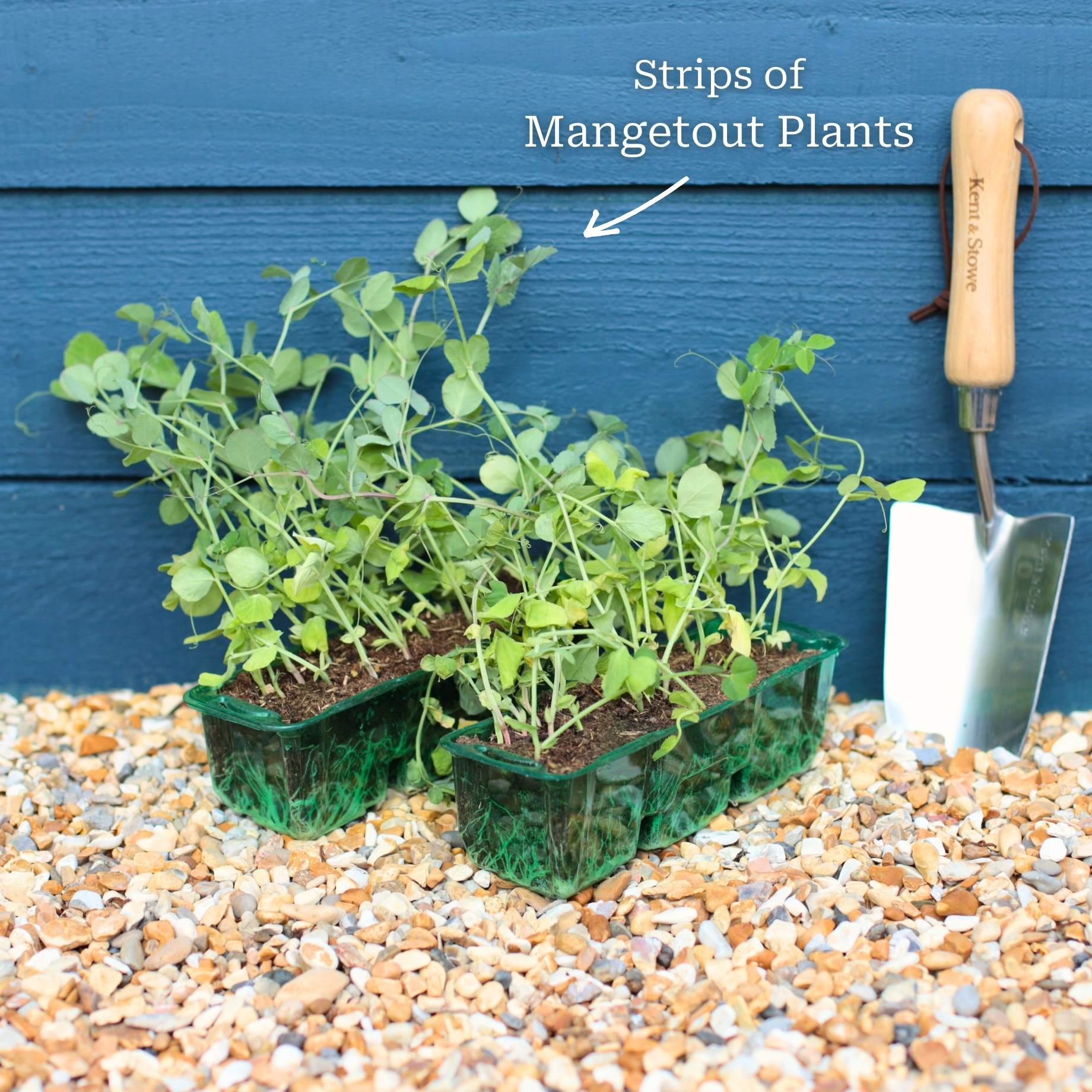 'Carouby de Mausanne' Mangetout Plants - Image 6