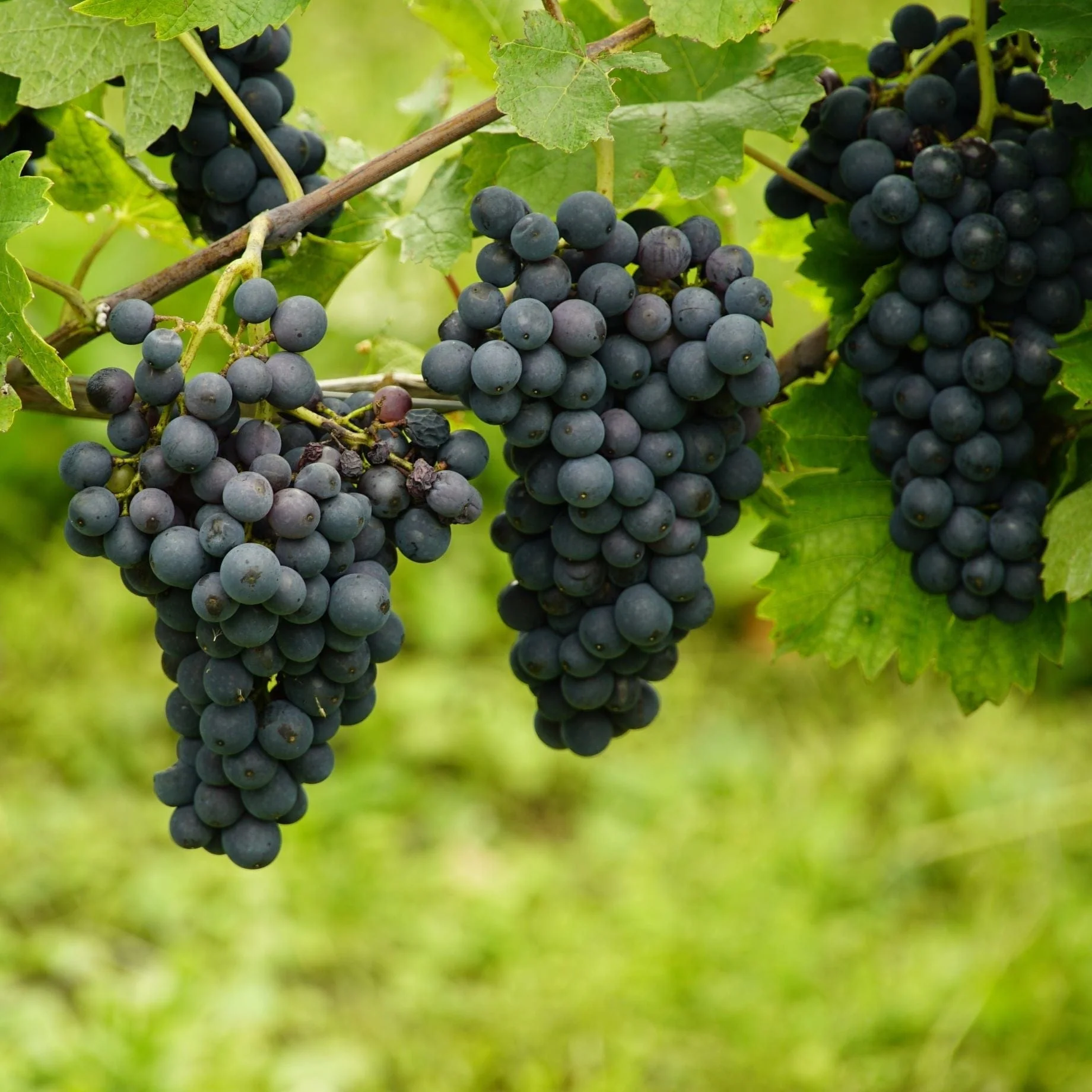 'Maréchal Foch' Outdoor Grape Vine - Image 2