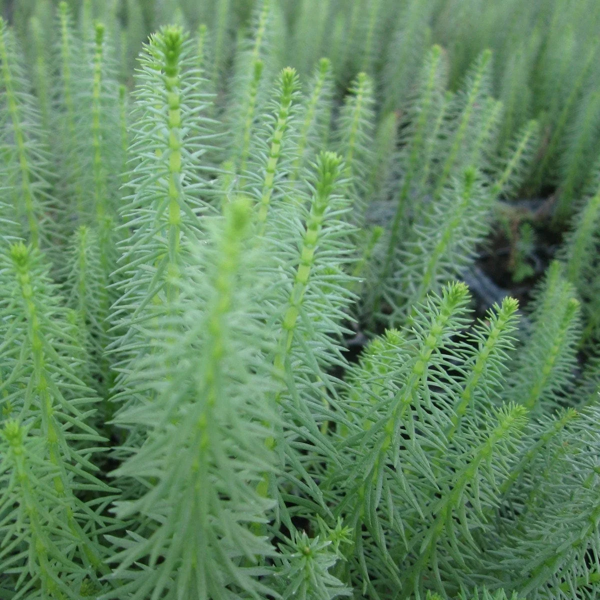 Oxygenating Mare's Tail | Hippuris vulgaris - Image 3