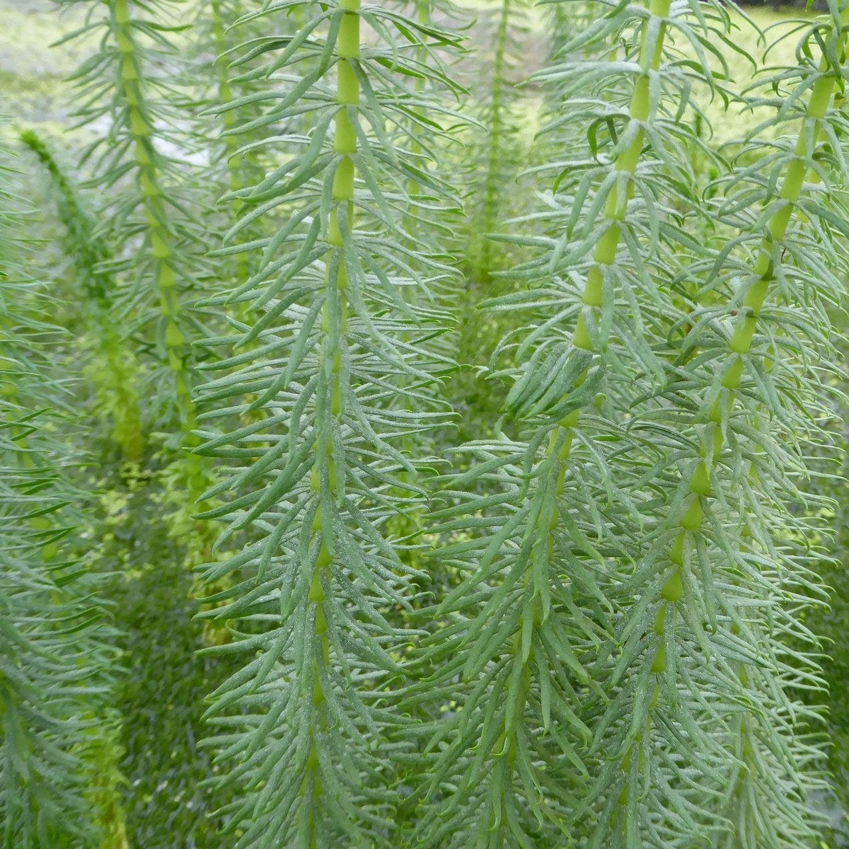 Oxygenating Mare's Tail | Hippuris vulgaris - Image 4