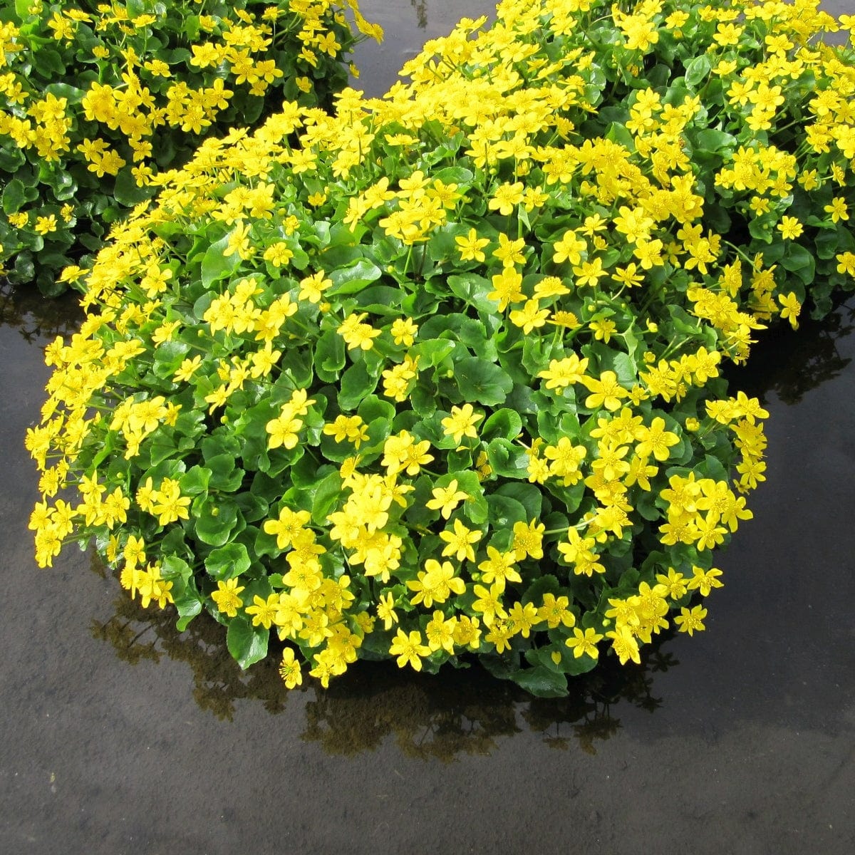 Marsh Marigold - Image 3
