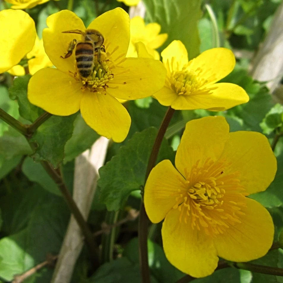 Marsh Marigold | Caltha palustris - Image 3