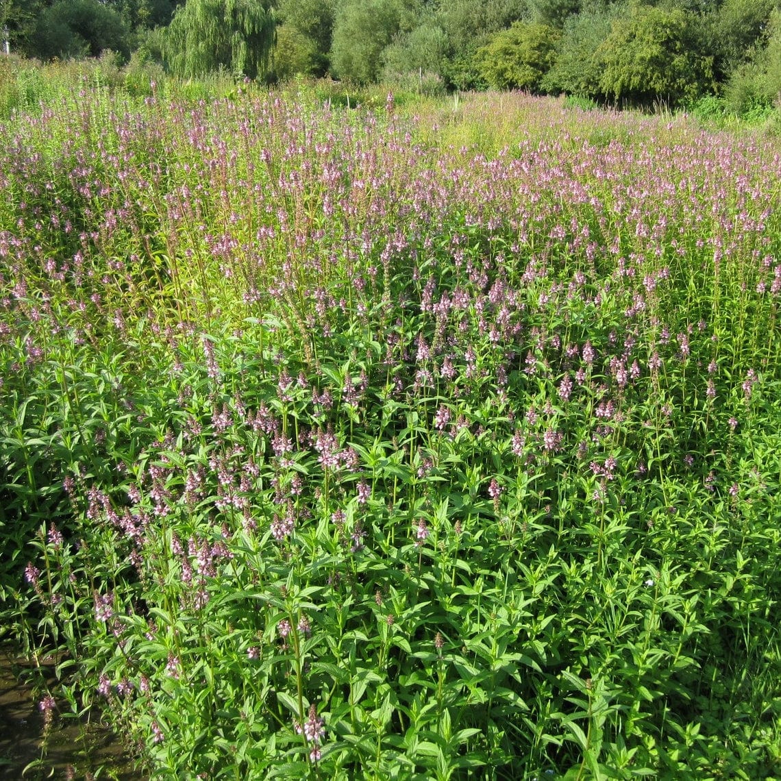 Marsh Woundwort | Stachys palustris - Image 3