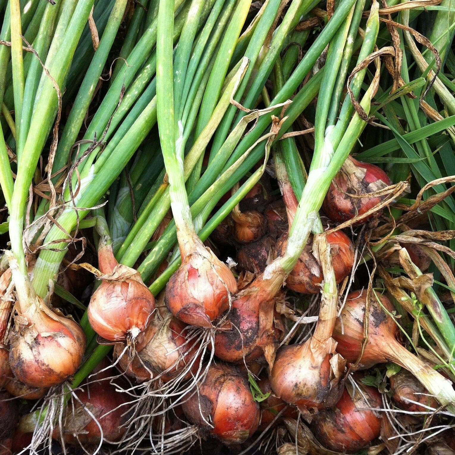 'Matador F1' Shallot Plants - Image 3