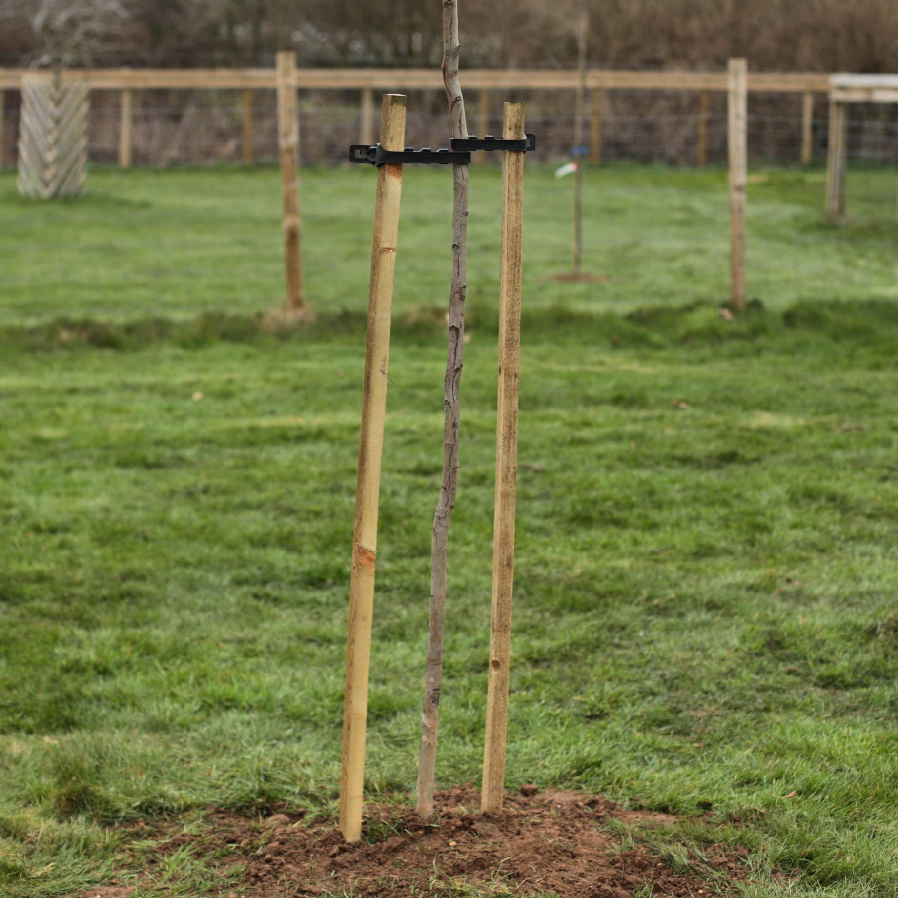 180cm Tall Tree Stake & Supersoft Tie - Image 4