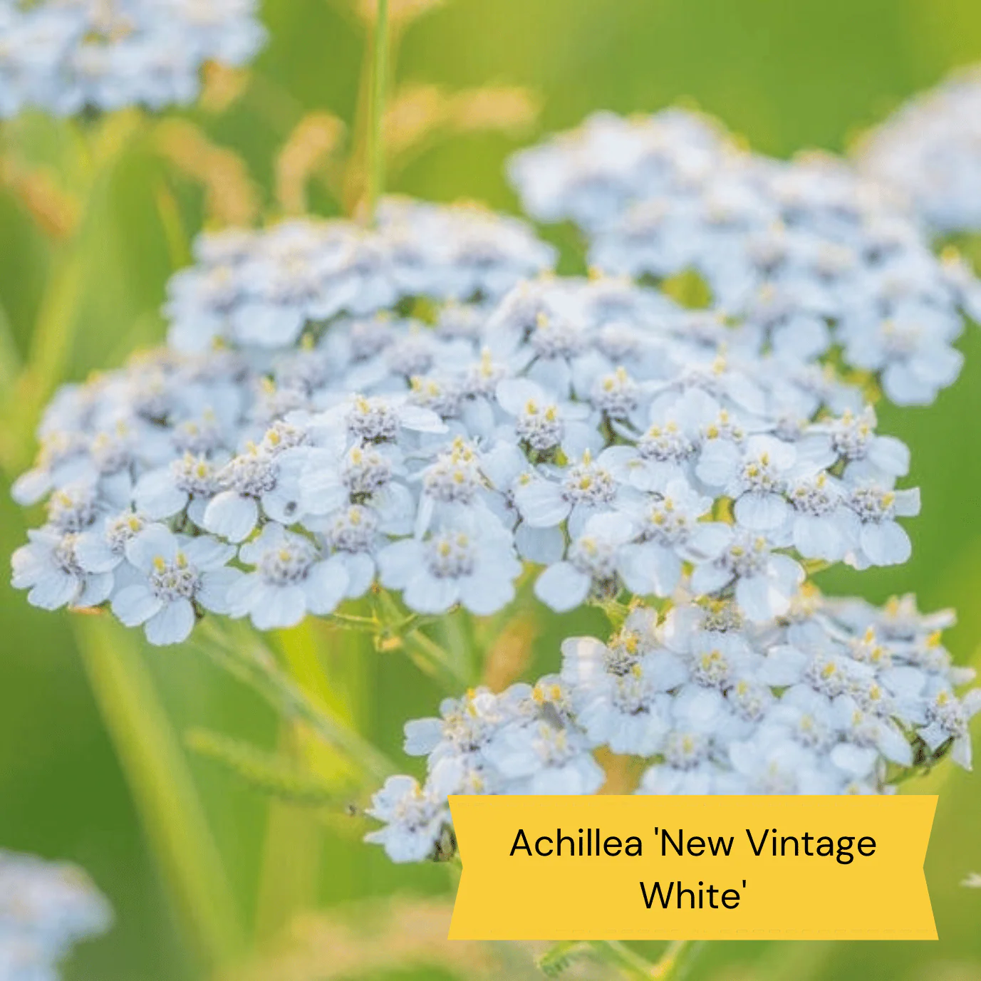 Mediterranean Garden Collection | Drought Tolerant Plants - Image 10