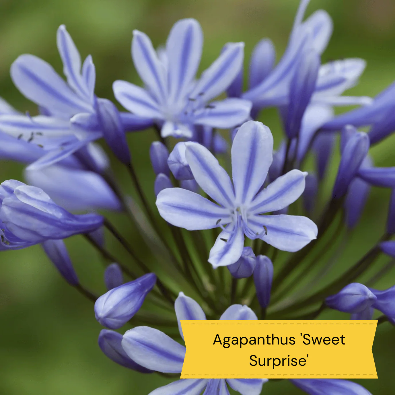 Mediterranean Garden Collection | Drought Tolerant Plants - Image 11