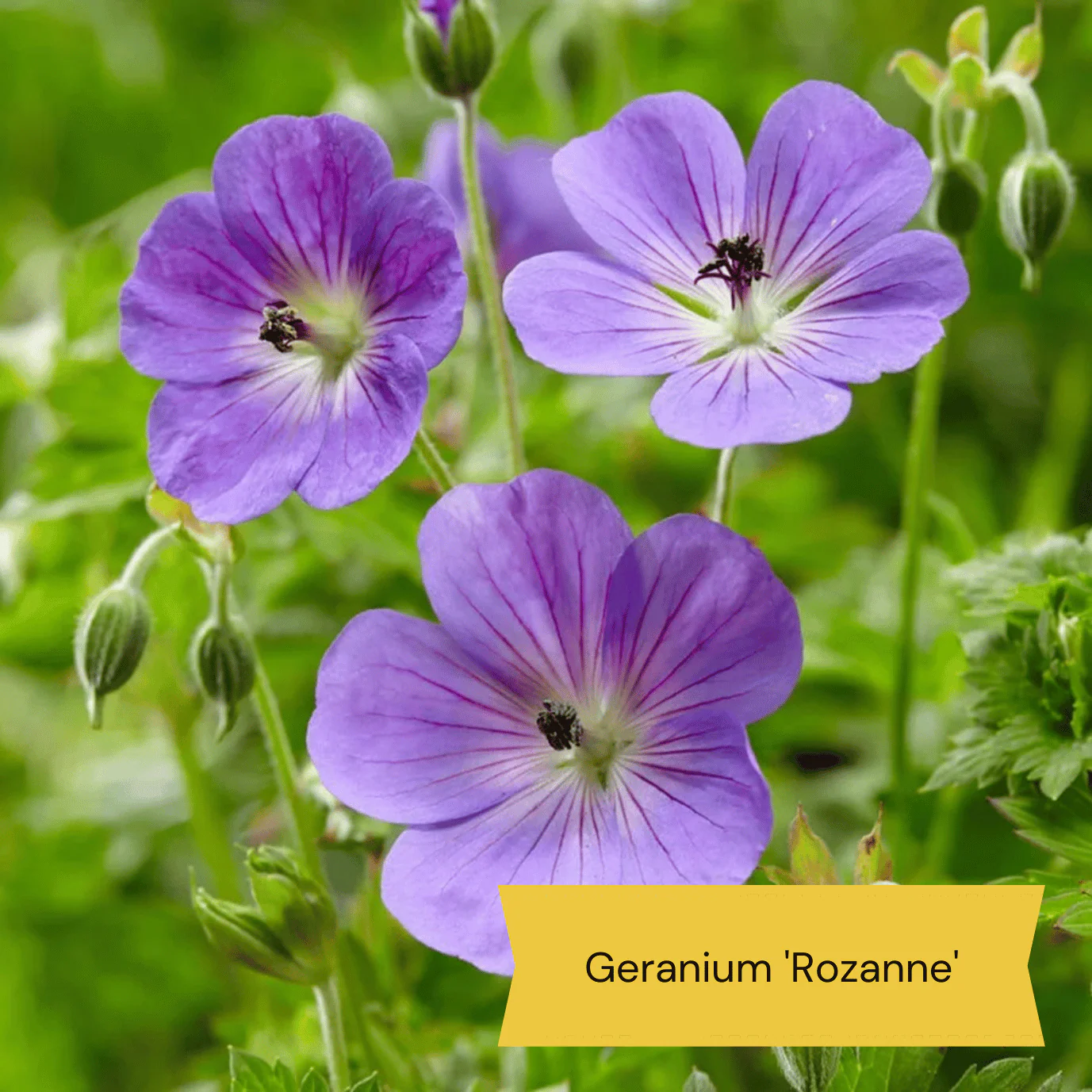 Mediterranean Garden Collection | Drought Tolerant Plants - Image 12