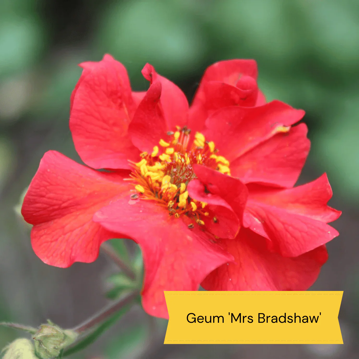 Mediterranean Garden Collection | Drought Tolerant Plants - Image 2