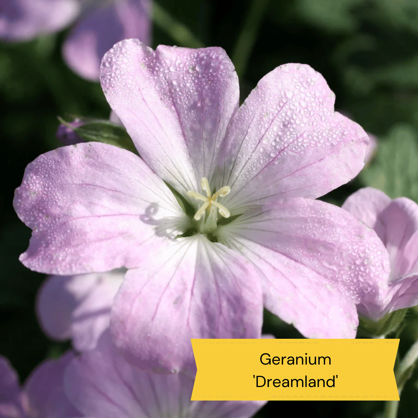 Mediterranean Garden Collection | Drought Tolerant Plants - Image 5