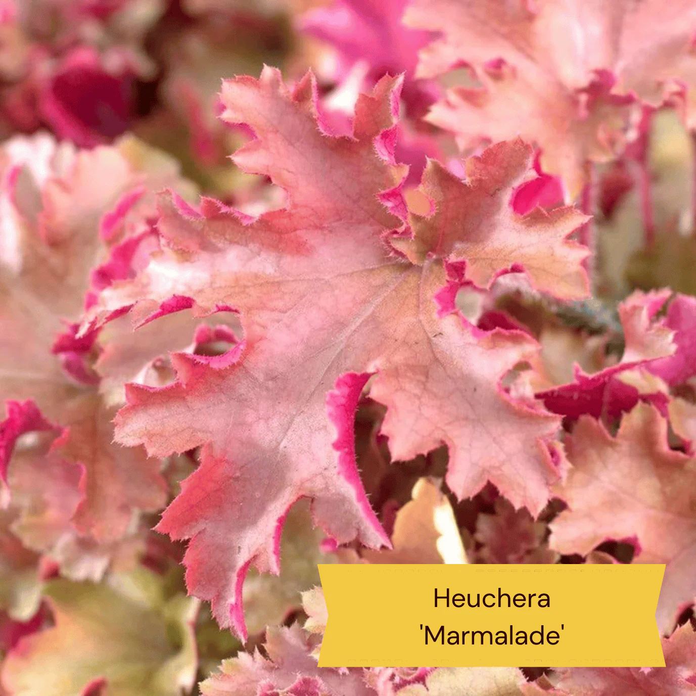 Mediterranean Garden Collection | Drought Tolerant Plants - Image 6