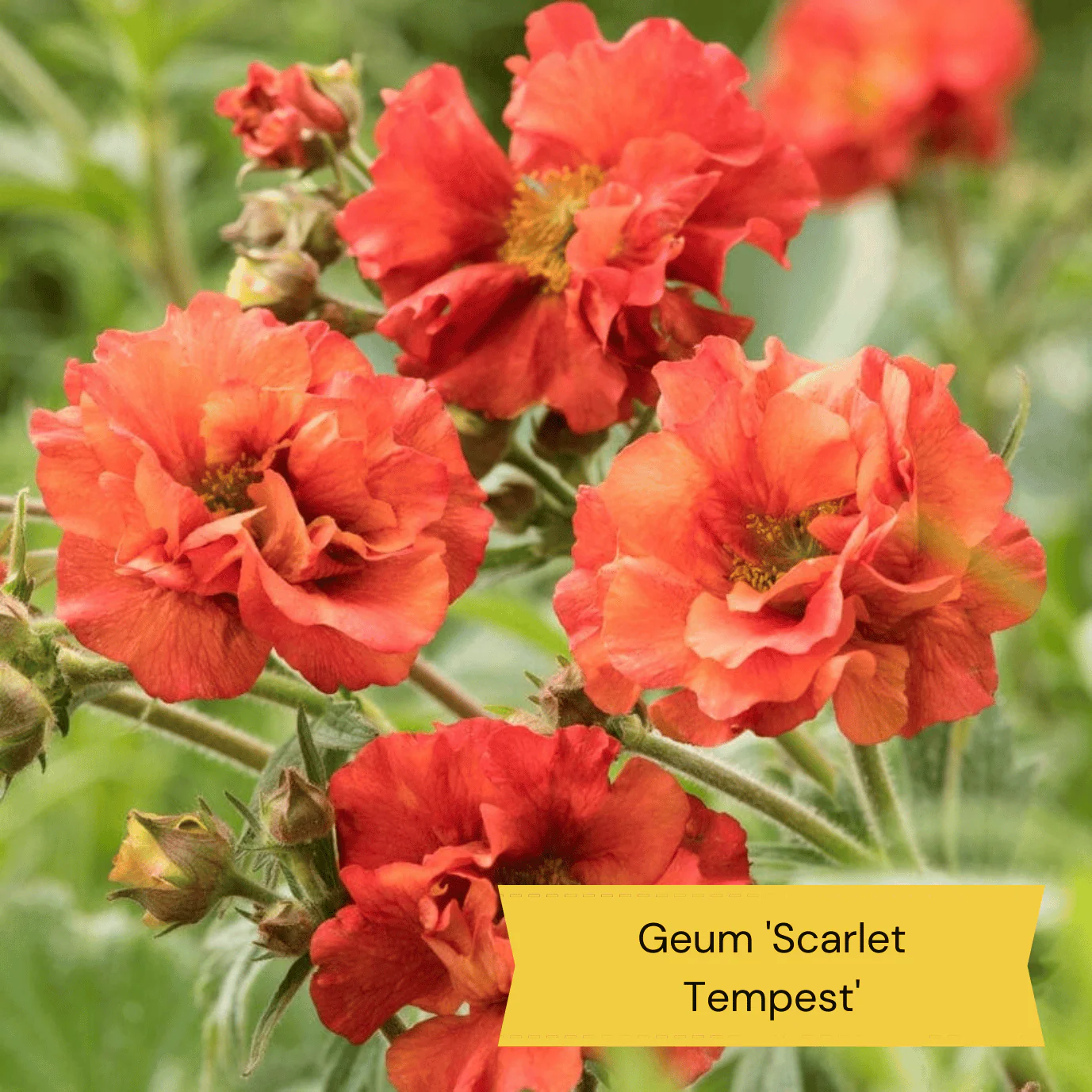 Mediterranean Garden Collection | Drought Tolerant Plants - Image 8