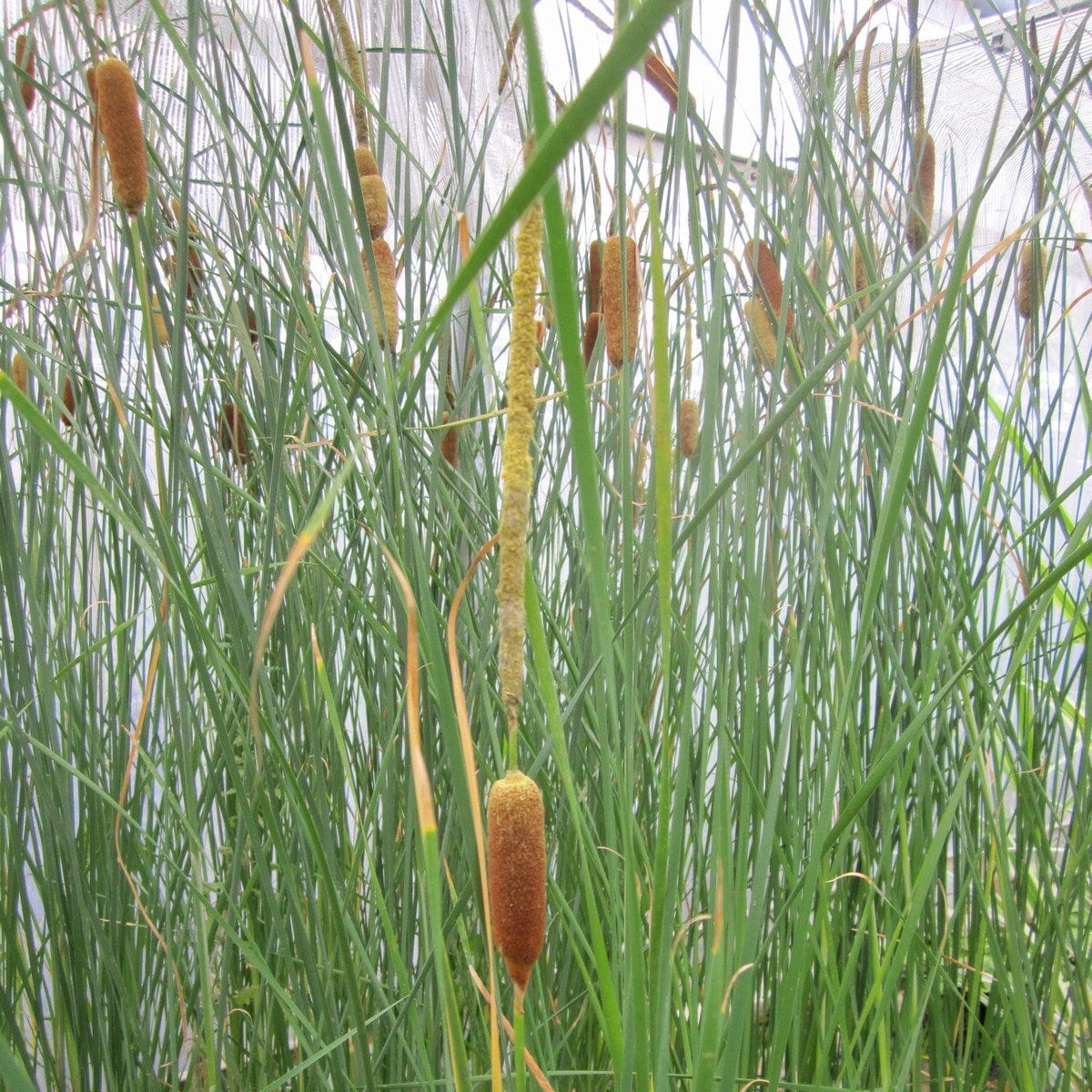 Medium Bulrush | Typha gracilis