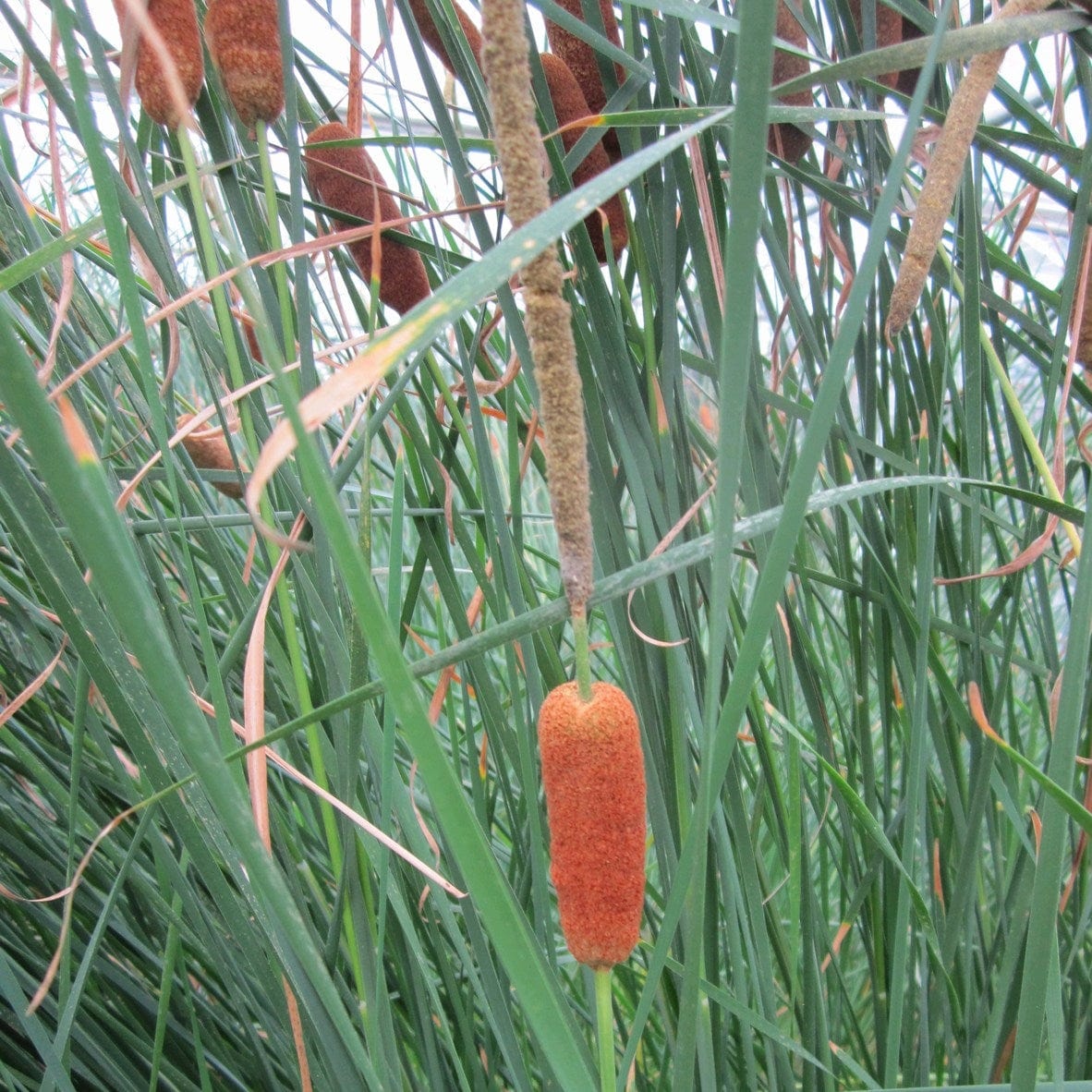 Medium Bulrush | Typha gracilis - Image 4