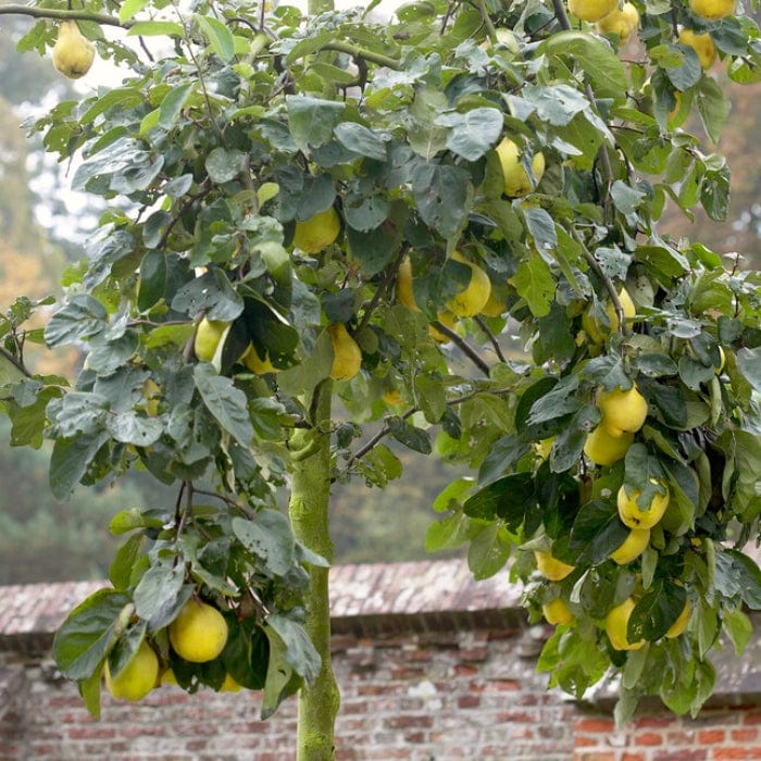 'Meech's Prolific' Quince Tree - Image 2