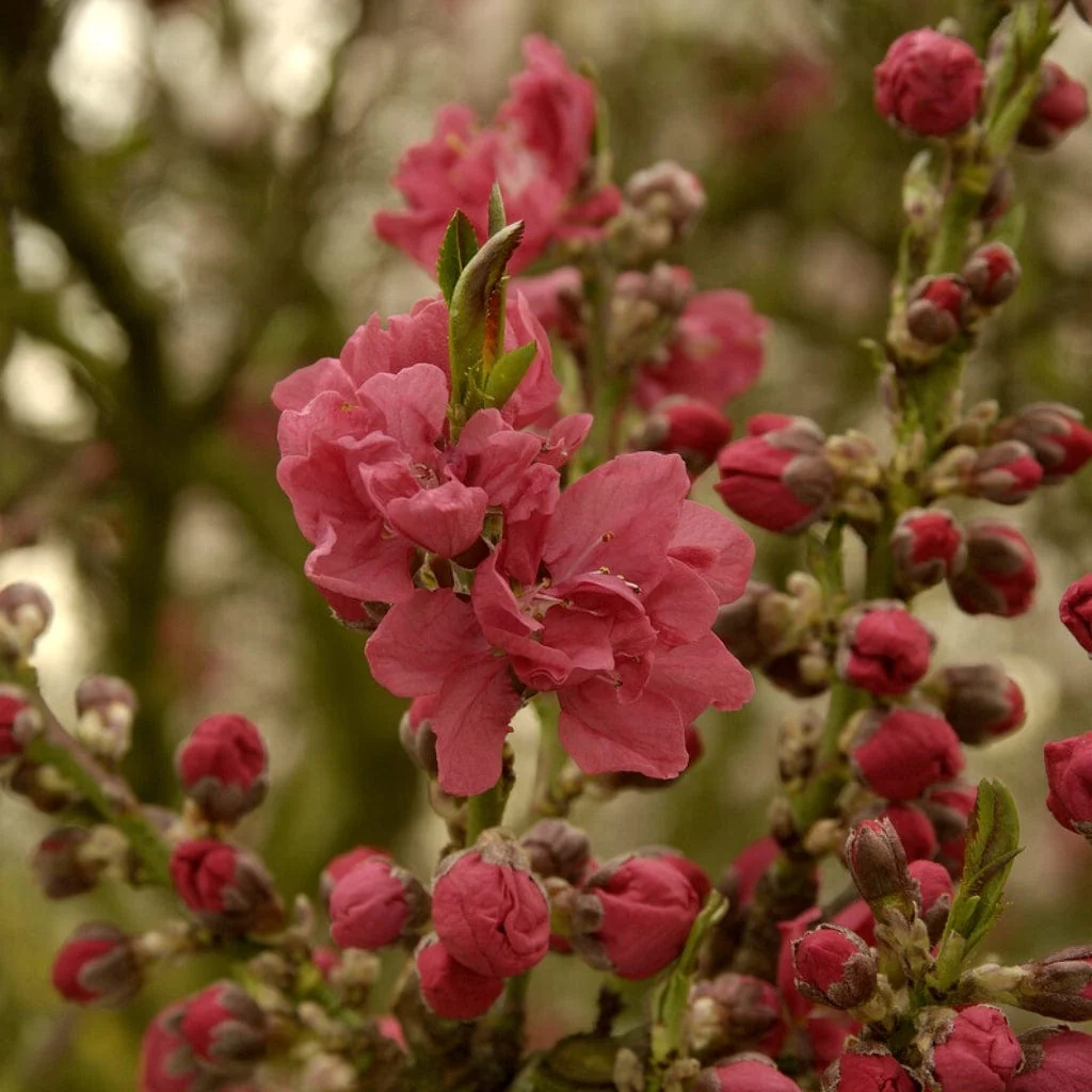 'Melred' Red-Flowered Patio Peach Tree - Image 3